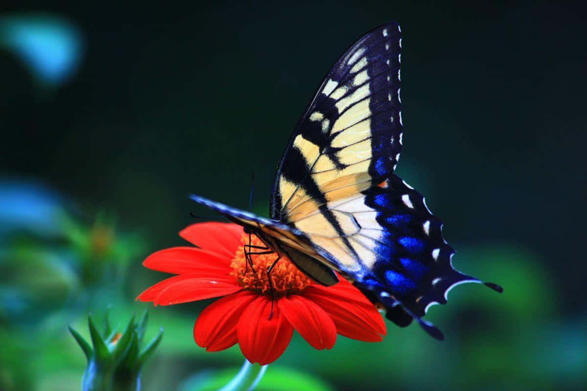 Butterfly Photos 桌布 壁紙 — 一隻鮮豔的藍、黃、黑色蝴蝶，輕柔地停在一朵鮮紅色的花上，背景是柔和模糊的綠色。