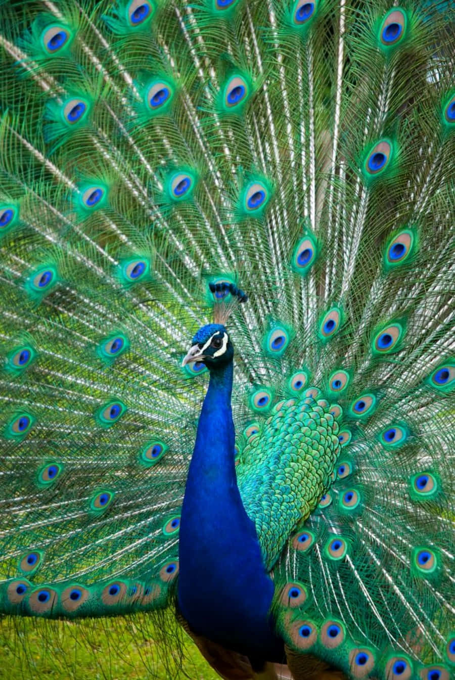 Peacock Bird 桌布 壁紙 — 一隻鮮豔的藍孔雀在柔和的綠色背景下，完全展開其虹彩綠色和藍色眼狀尾羽，呈扇形。
