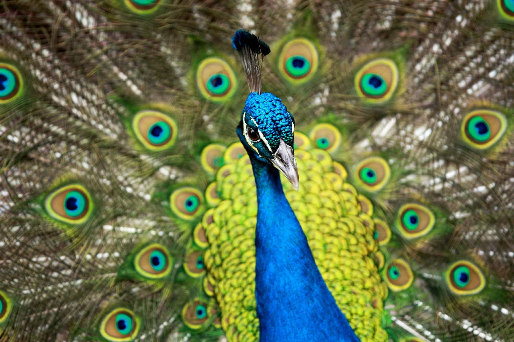 Peacock Bird 桌布 壁紙 — 一隻鮮豔的藍孔雀面向前方，其華麗的扇形尾巴上佈滿了虹彩般的眼狀斑點羽毛，展開得非常寬闊。