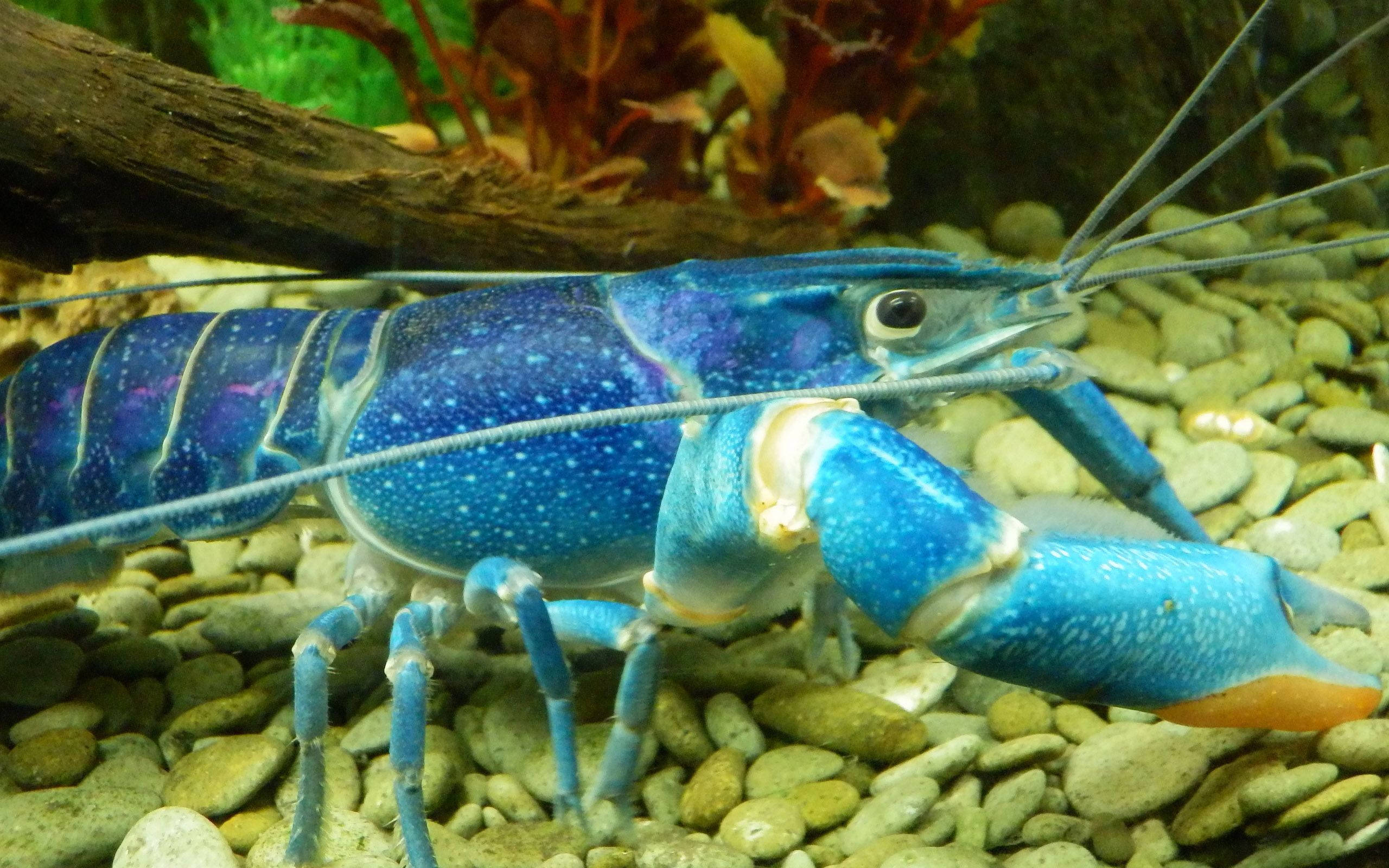 Lobster 桌布 壁紙 — 一隻鮮豔的藍斑龍蝦，長長的觸角，在一個有浮木和色彩繽紛植物的茂盛水族箱中，躺在鵝卵石上休息。