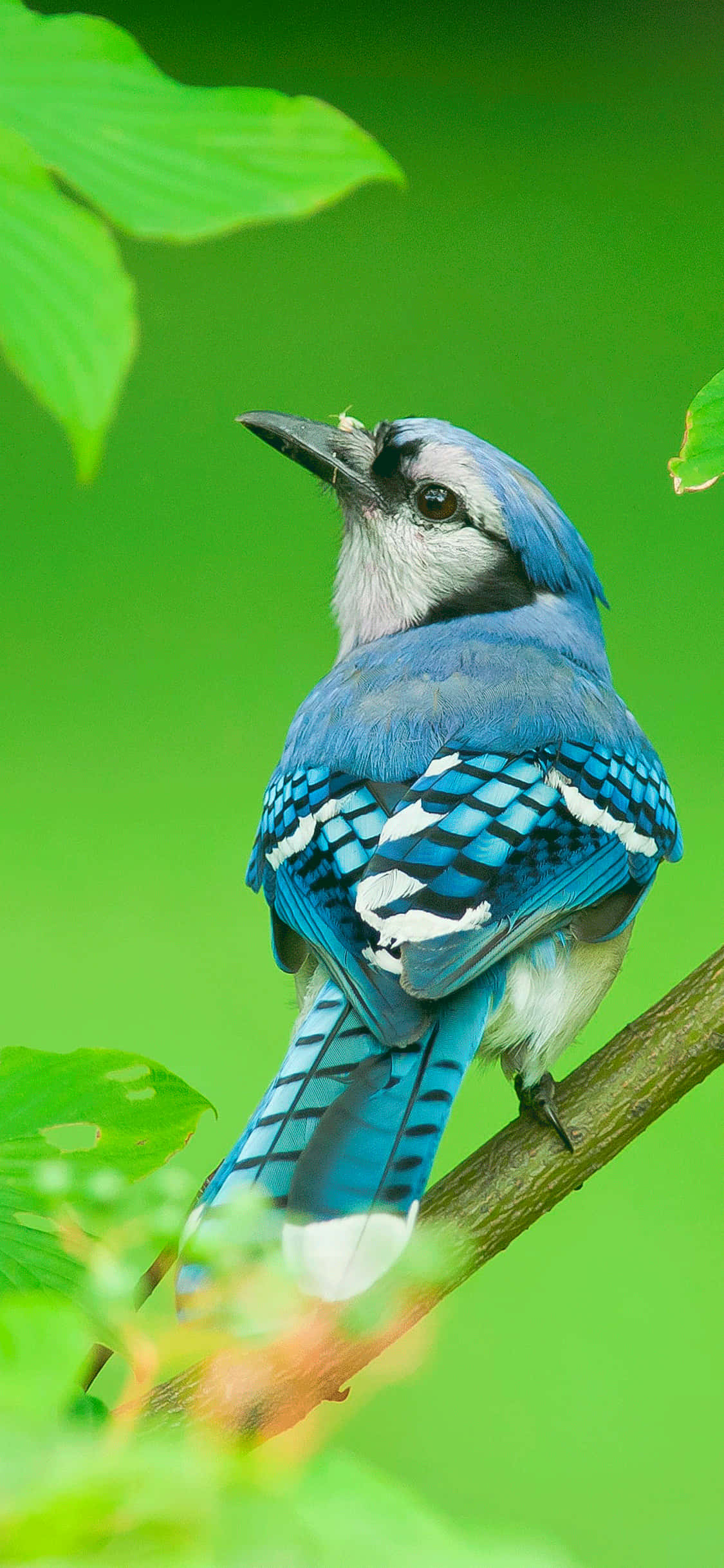 Bird iPhone 桌布 壁紙 — 一隻鮮豔的藍松鴉棲息在樹枝上，周圍是茂密的綠葉，背景是陽光明媚的森林場景。