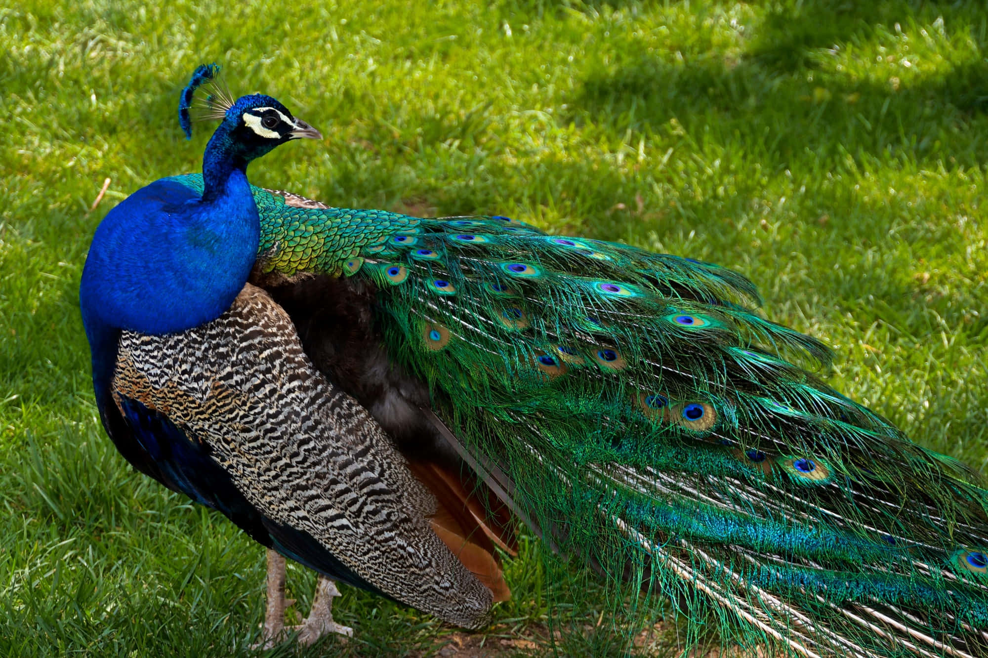 Peacock Bird 桌布 壁紙 — 一隻鮮豔的藍綠色孔雀驕傲地站在茂密的綠草地上，展示其虹彩般的尾羽。