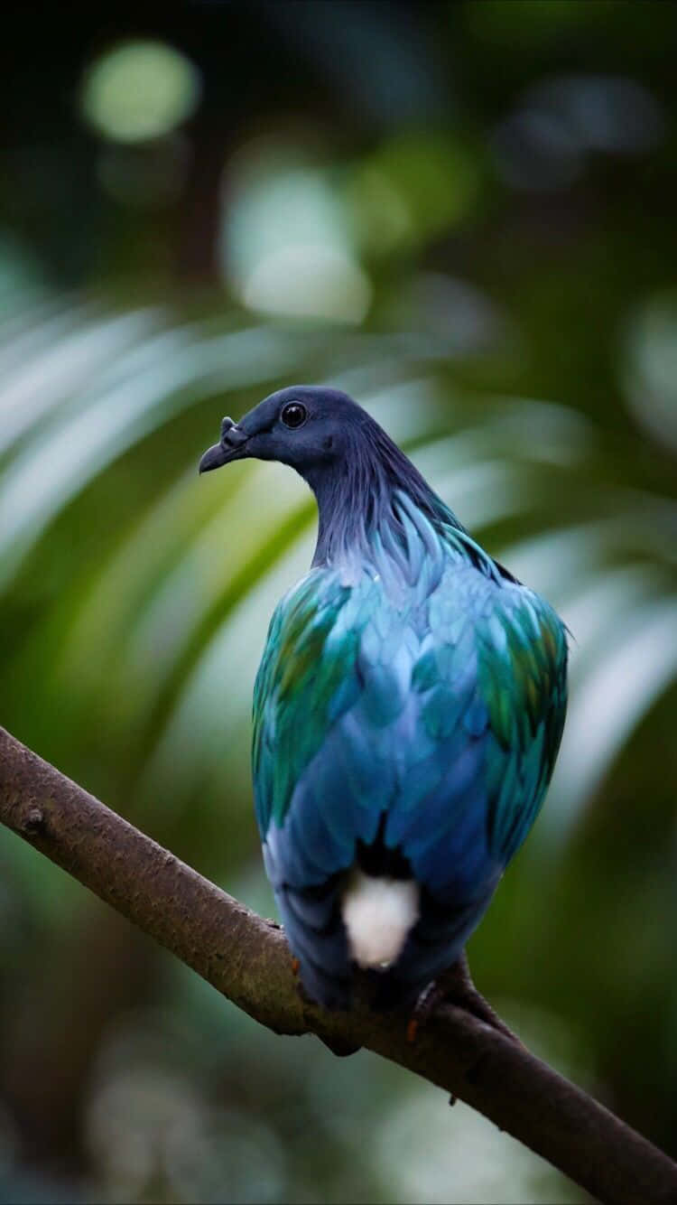 Bird iPhone 桌布 壁紙 — 一隻鮮豔的藍綠色鳥，白色尾巴，棲息在樹枝上，背景是柔和的綠色模糊森林。