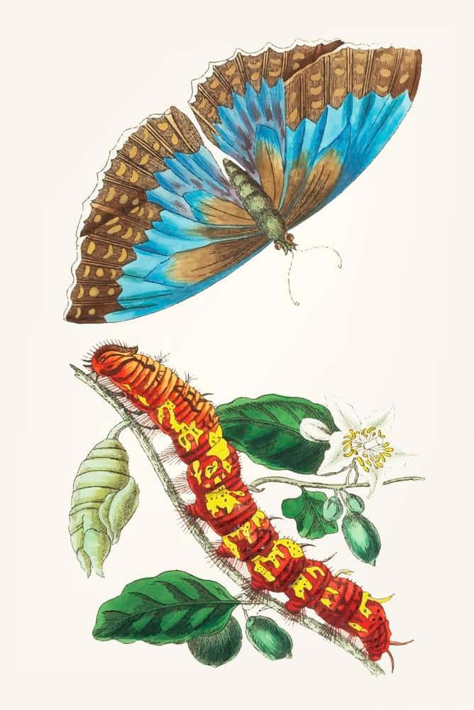 Butterfly Metamorphosis 桌布 壁紙 — 一隻鮮豔的藍色和棕色蝴蝶在一條引人注目的紅色和黃色毛毛蟲上方盤旋，棲息在帶有白色花朵的樹枝上。