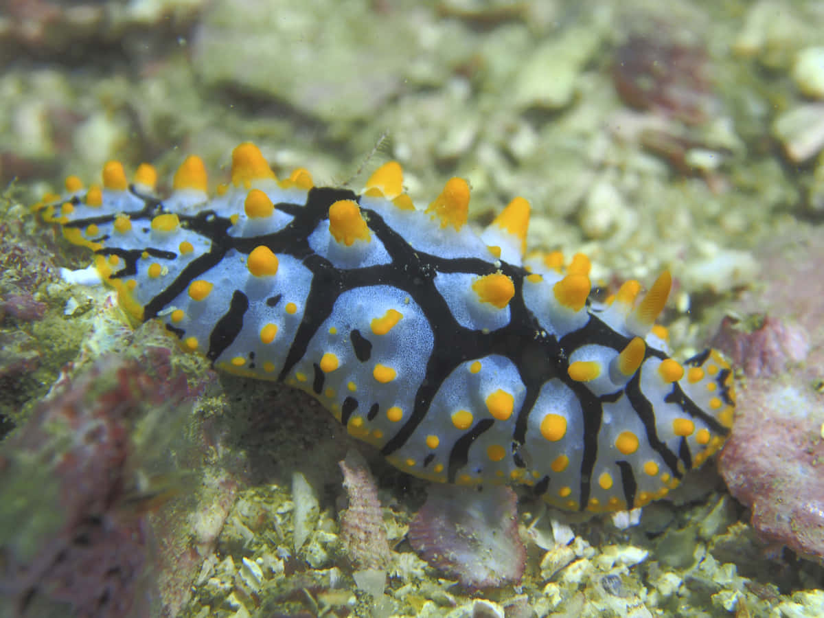 Sea Creature 桌布 壁紙 — 一隻鮮豔的藍色和黑色海蛞蝓，帶有橙色尖刺，在質感豐富的珊瑚礁床上滑行。