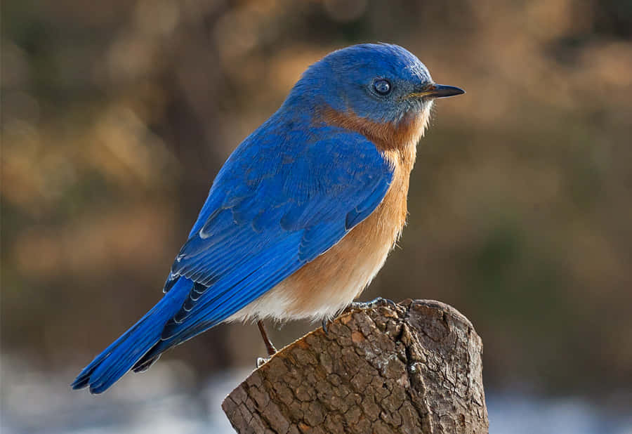 Bluebird 桌布 壁紙 — 一隻鮮豔的藍色小鳥，胸前有橙色羽毛，警覺地棲息在一個風化的樹樁上，背景是柔和模糊的自然景色。