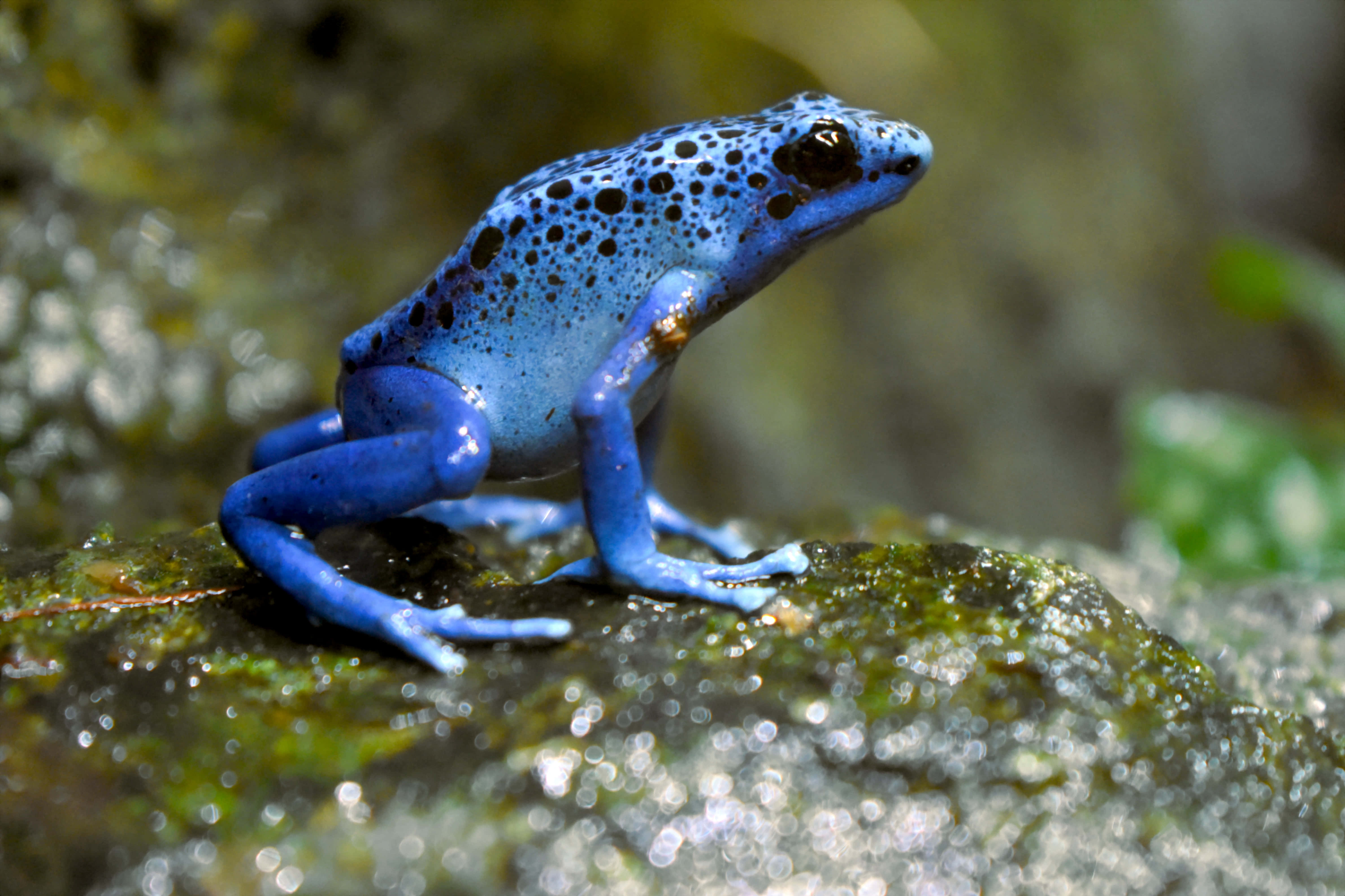 Frog 桌布 壁紙 — 一隻鮮豔的藍色箭毒蛙帶有黑色斑點，警覺地棲息在茂密森林中一塊長滿苔蘚的石頭上。