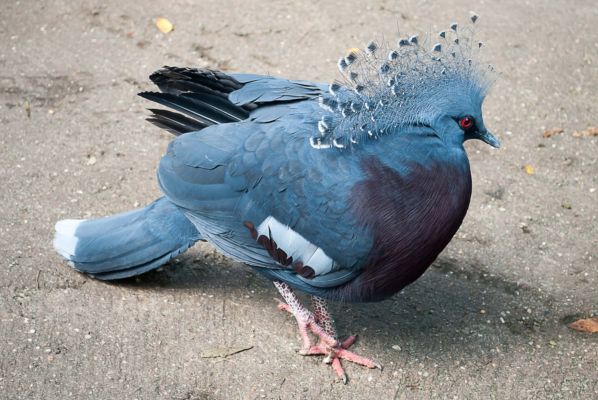 pigeon 桌布 壁紙 — 一隻鮮豔的藍色維多利亞鳳冠鳩優雅地站在碎石上，其優雅的冠羽和引人注目的紅眼睛吸引著目光。