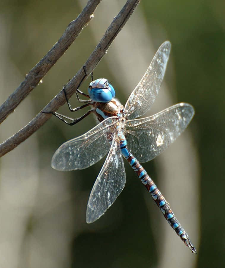 Blue Dragonfly 桌布 壁紙 — 一隻鮮豔的藍色蜻蜓輕巧地停在陽光照耀的樹枝上，半透明的翅膀捕捉著光線。
