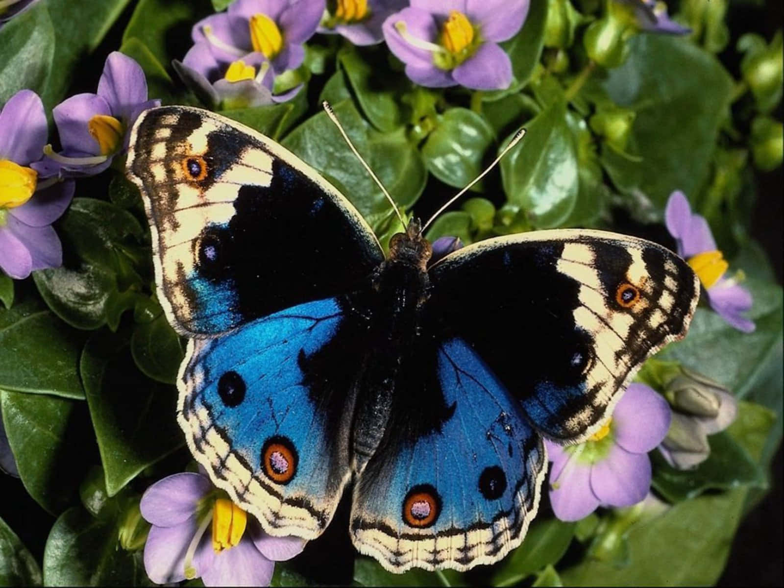 Butterfly Photos 桌布 壁紙 — 一隻鮮豔的藍色蝴蝶，帶有黑色和橙色的眼斑，輕輕地停在茂密綠葉中的紫色花朵上。