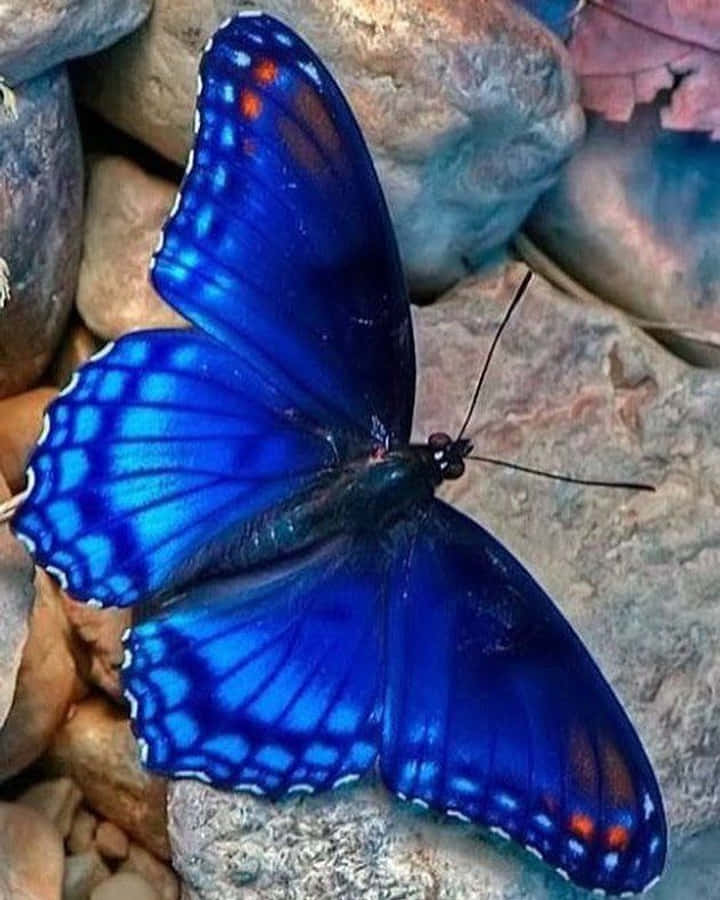 Real Butterfly 桌布 壁紙 — 一隻鮮豔的藍色蝴蝶帶有橙色斑點，優雅地停留在質感粗糙的灰色岩石上，周圍散落著落葉。
