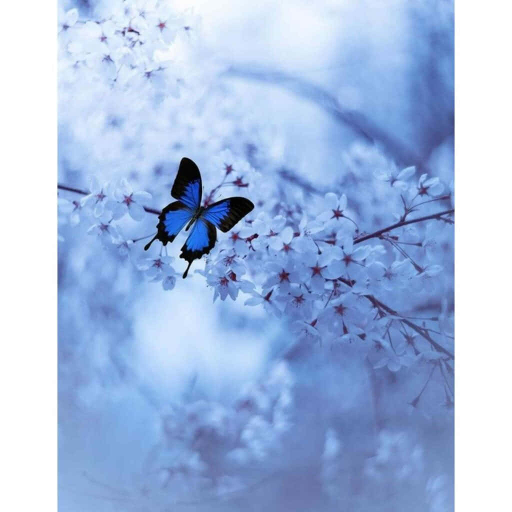Blue Butterfly 桌布 壁紙 — 一隻鮮豔的藍色蝴蝶輕輕停在一枝白色櫻花上，背景是柔和的藍天。