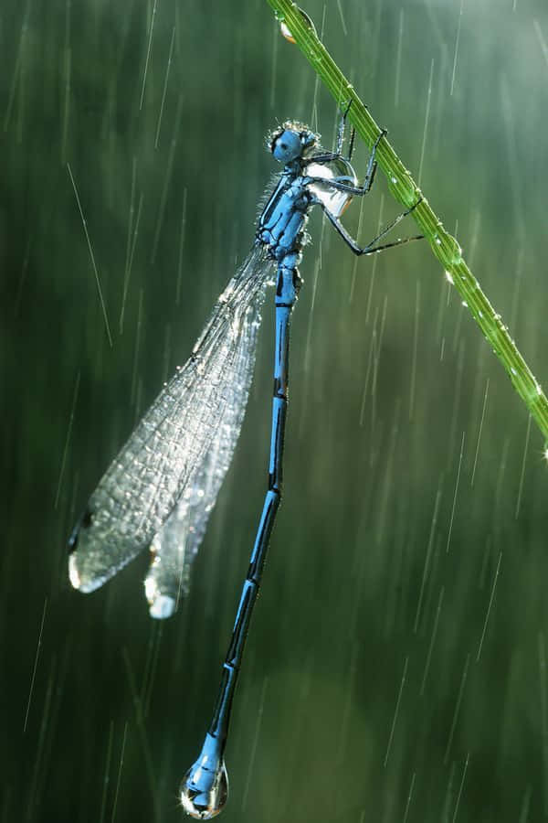 Blue Dragonfly 桌布 壁紙 — 一隻鮮豔的藍色豆娘緊抓著被雨水打濕的草葉，水滴在茂密的綠色森林中從它周圍傾瀉而下。