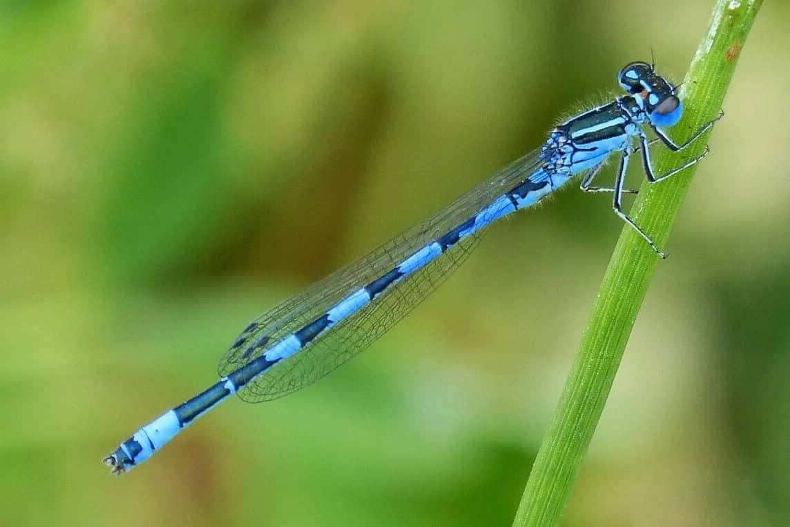 Blue Dragonfly 桌布 壁紙 — 一隻鮮豔的藍色豆娘輕輕停在一根綠色莖上，背景是柔和模糊的綠色。