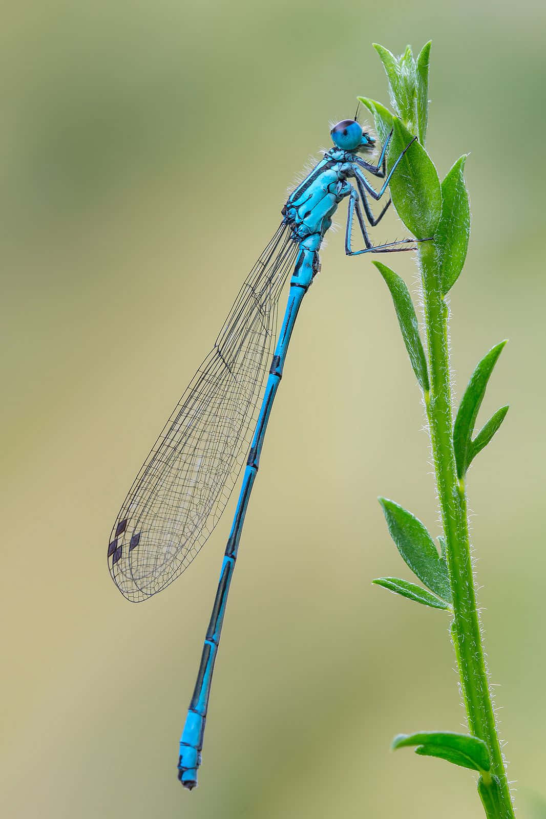 Blue Dragonfly 桌布 壁紙 — 一隻鮮豔的藍色豆娘輕輕地棲息在綠色的葉莖上，背景是柔和模糊的自然景色。