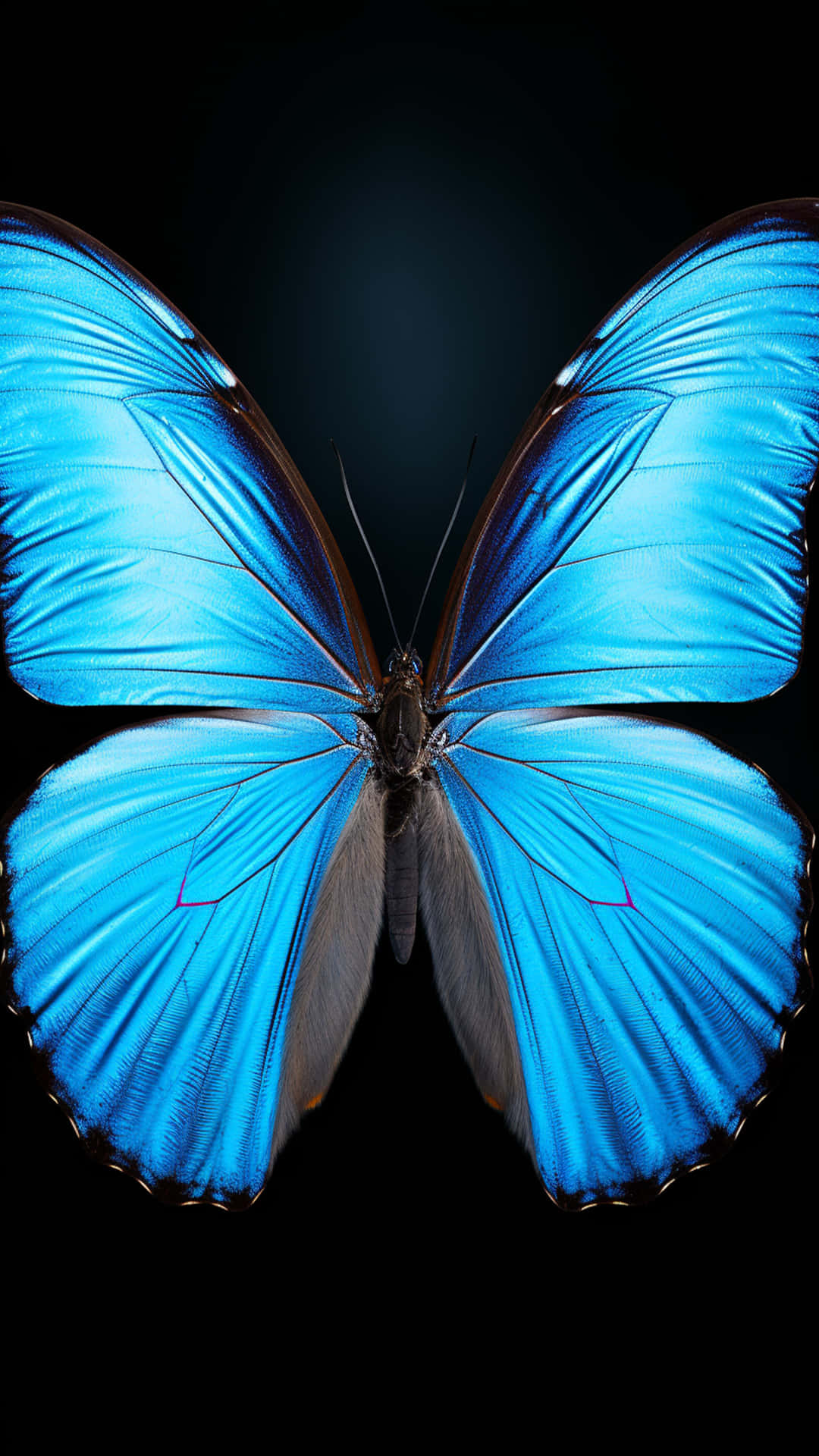 butterfly new shape design 壁紙 — 一隻鮮豔的藍色閃蝶，展開虹彩翅膀，襯托在深黑色背景上。