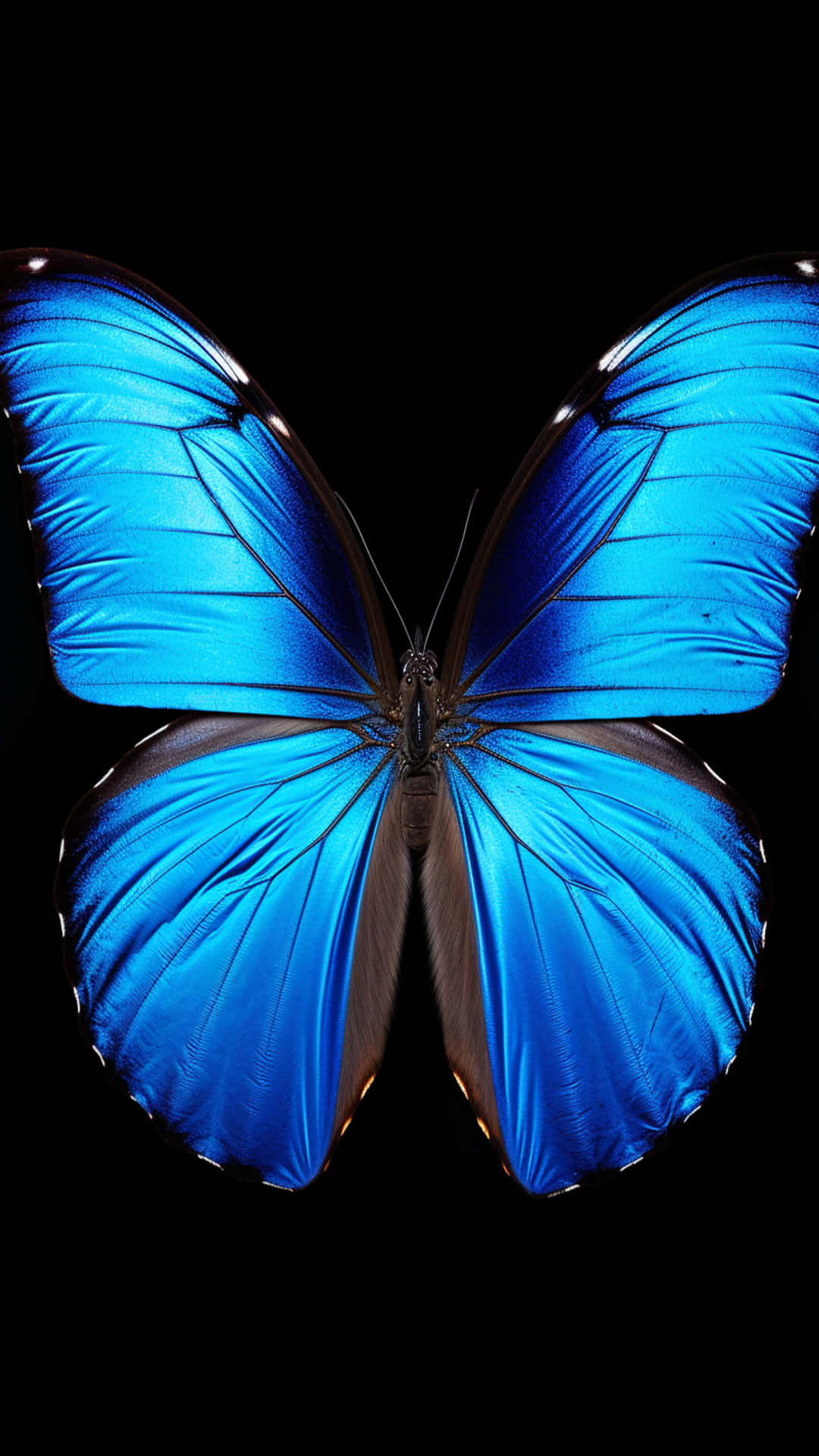 butterfly new shape design 壁紙 — 一隻鮮豔的藍色閃蝶，展開虹彩翅膀，映襯在純黑背景上。