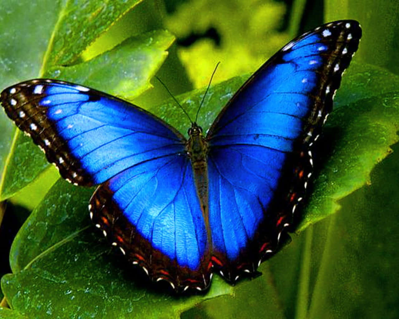 Butterflies 桌布 壁紙 — 一隻鮮豔的藍色閃蝶停留在帶有露珠的綠色葉子上，展示出帶有黑色和紅色邊緣的彩虹色翅膀。