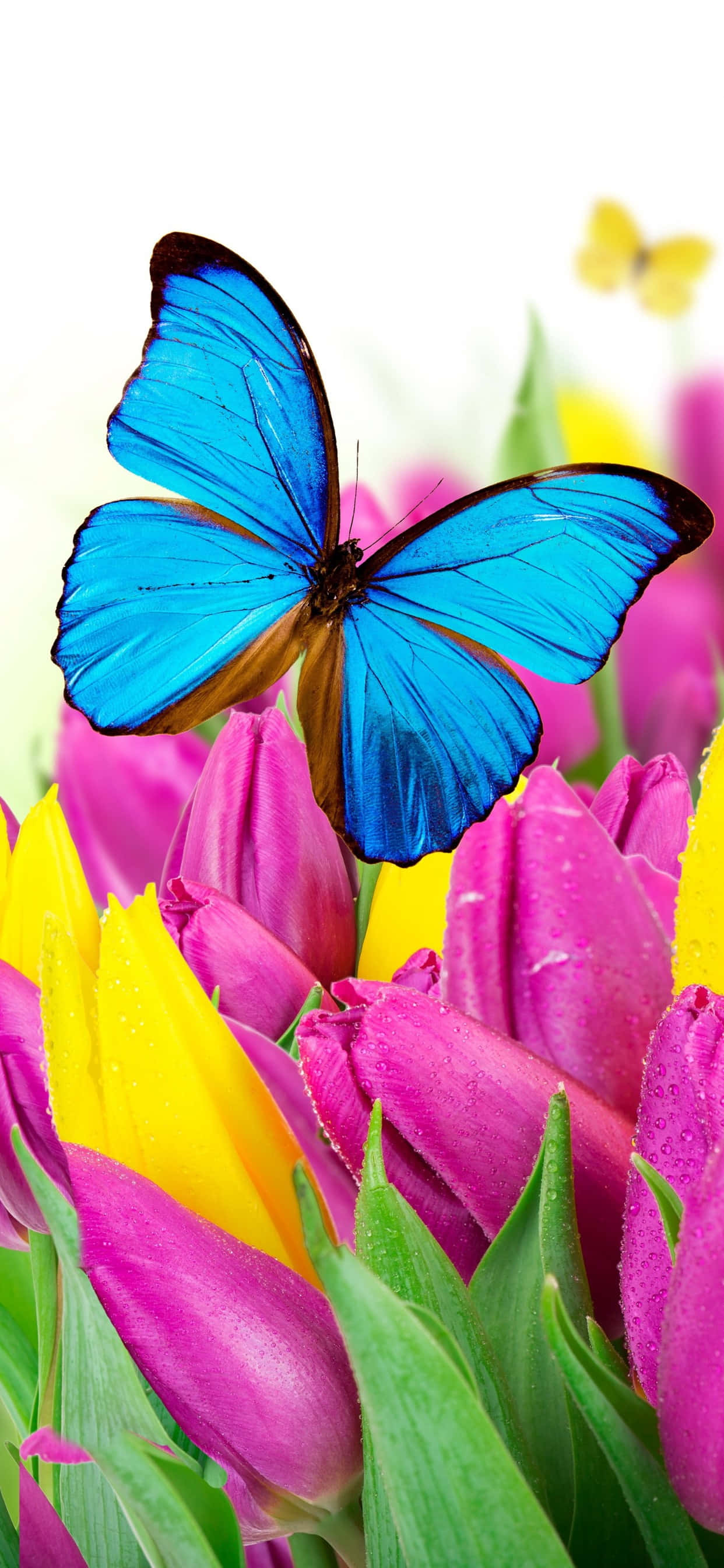 Tulips iPhone 桌布 壁紙 — 一隻鮮豔的藍色閃蝶優雅地停在一床粉紅和黃色的鬱金香上，露珠閃閃發光。
