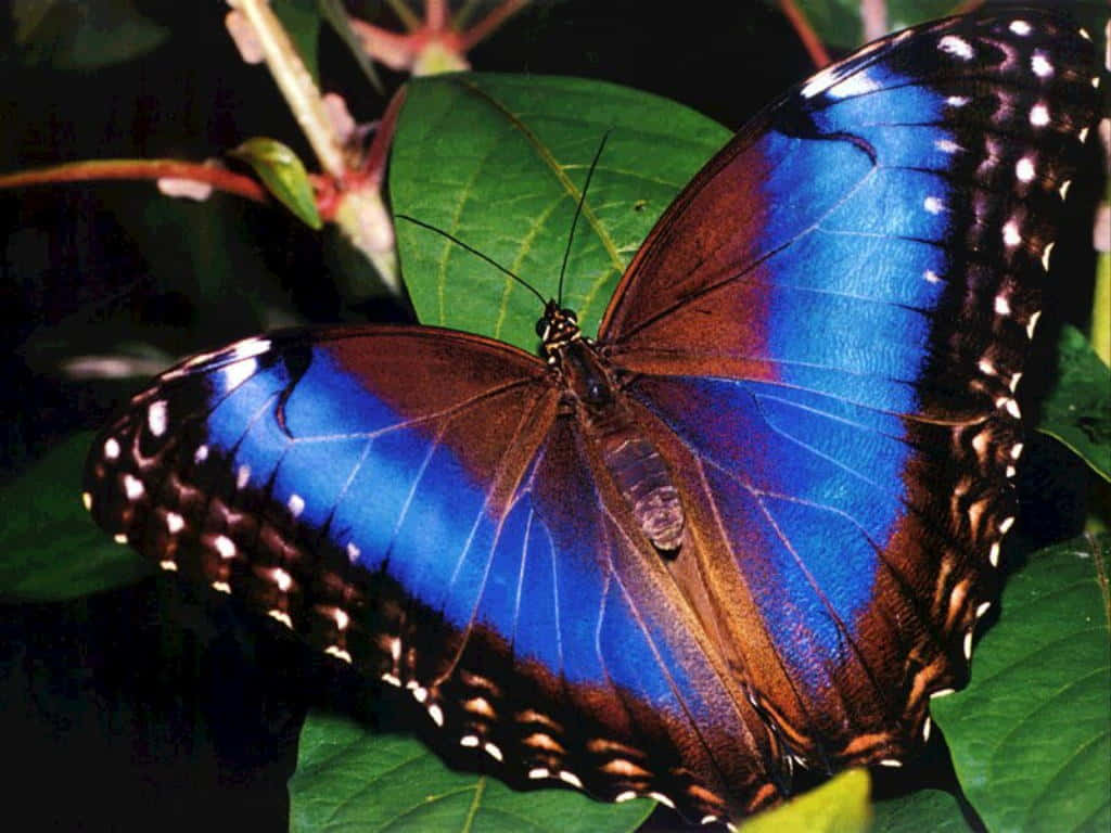 Emerging Butterfly 桌布 壁紙 — 一隻鮮豔的藍色閃蝶棲息在茂密的綠葉上，展示帶有白色斑點邊緣的彩虹色翅膀。