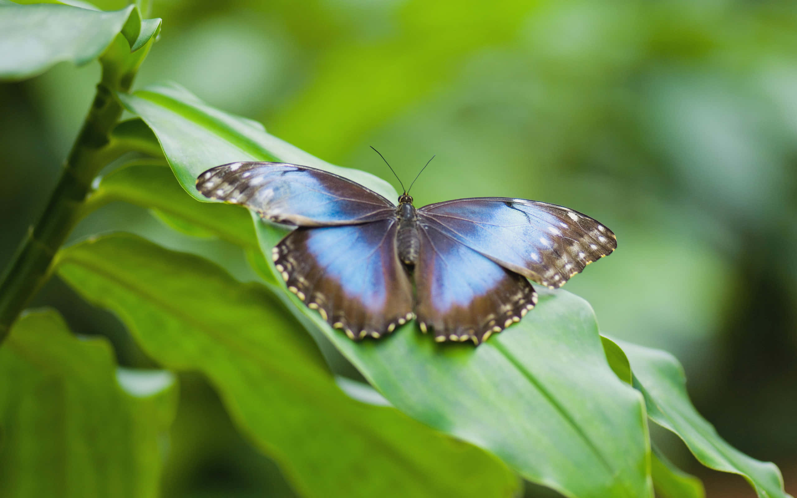 Butterfly Species 桌布 壁紙 — 一隻鮮豔的藍色閃蝶輕柔地停在一片茂盛的綠葉上，背景是柔和的散景效果。