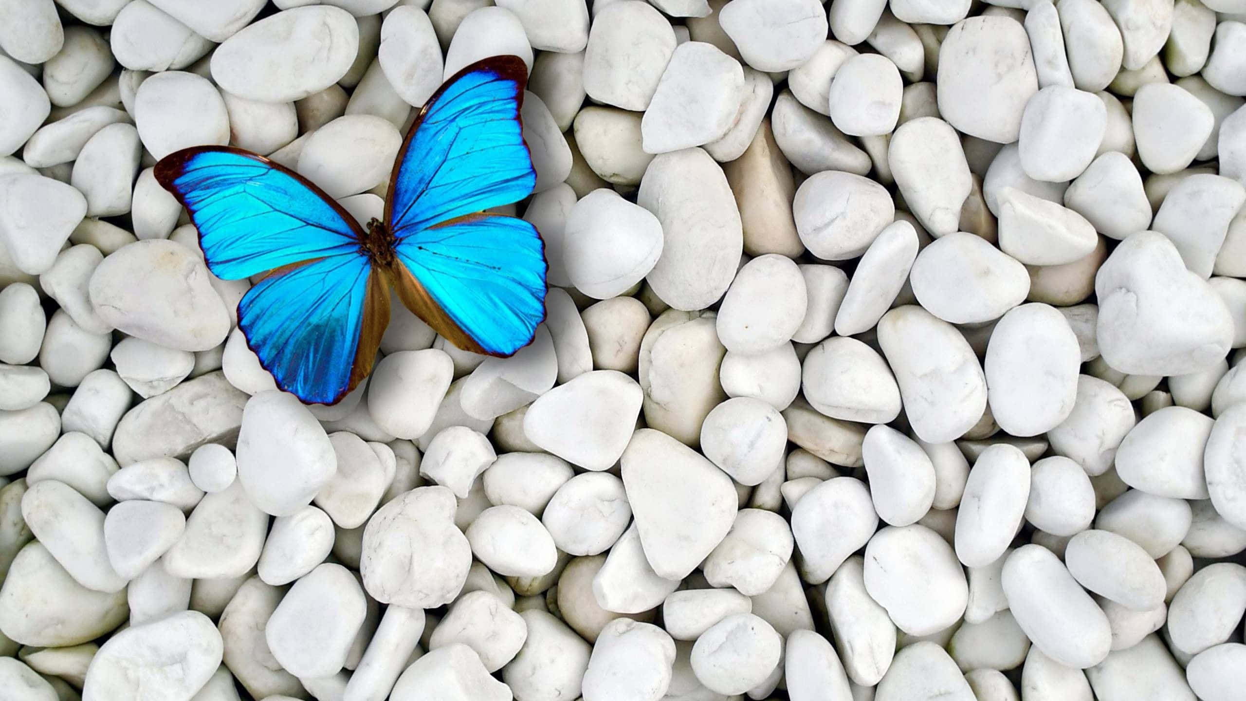 Butterfly Watching 桌布 壁紙 — 一隻鮮豔的藍色閃蝶輕柔地停歇在光滑的白色河石上。