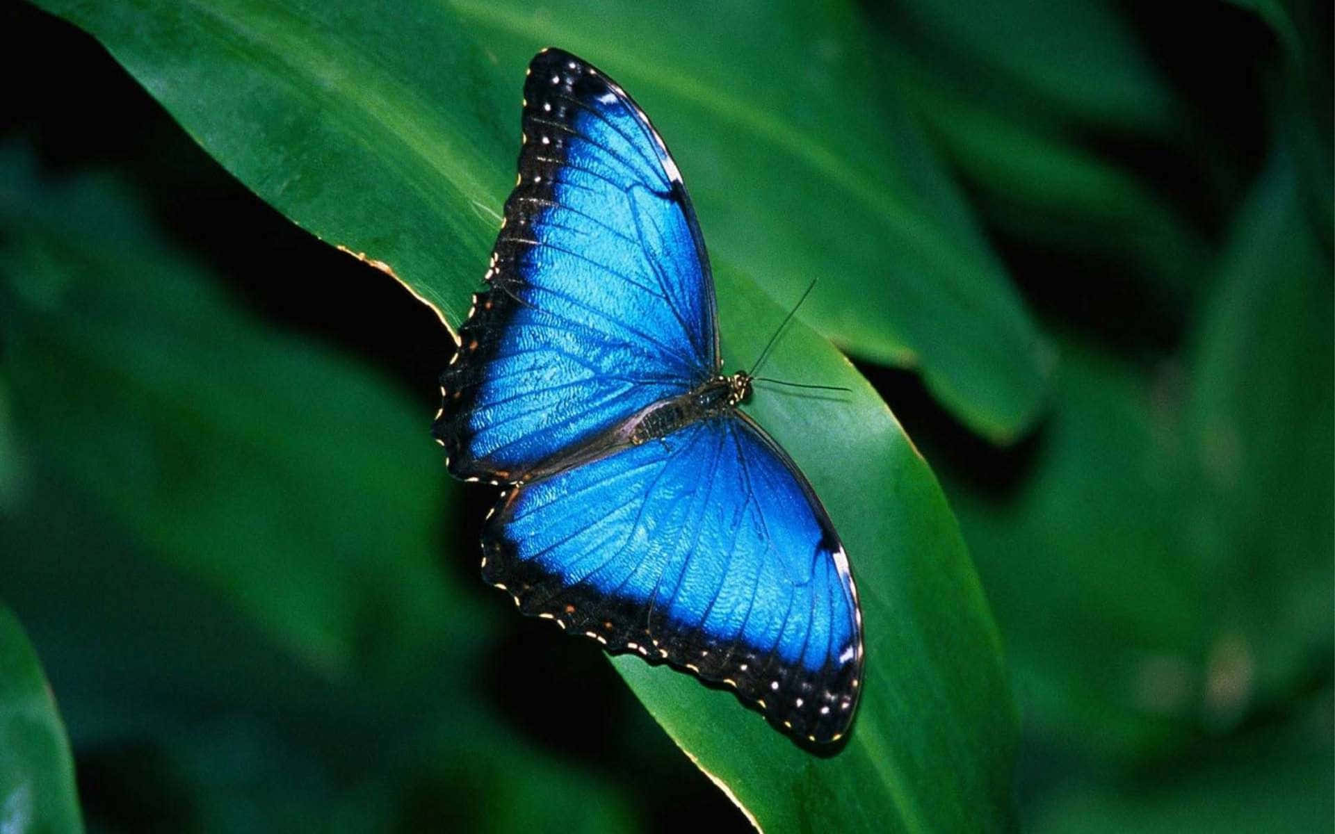 Butterfly Photography 桌布 壁紙 — 一隻鮮豔的藍色閃蝶輕柔地停歇在茂盛的綠葉上，複雜的翅膀圖案在柔和自然光中閃耀。
