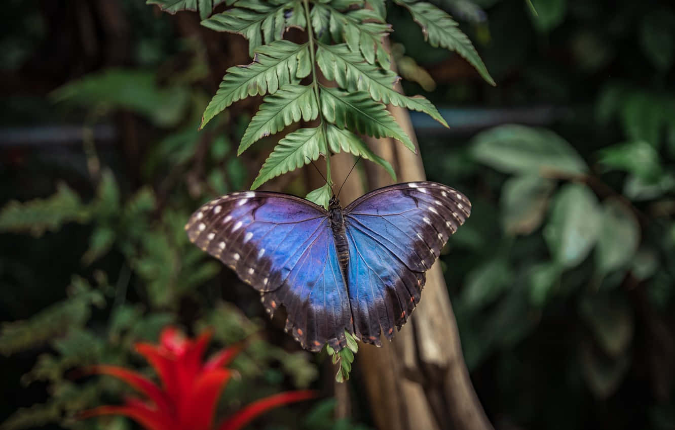 Real Butterfly 桌布 壁紙 — 一隻鮮豔的藍色閃蝶輕柔地停歇在蕨葉上，四周是茂密的綠色葉片和一抹紅花。
