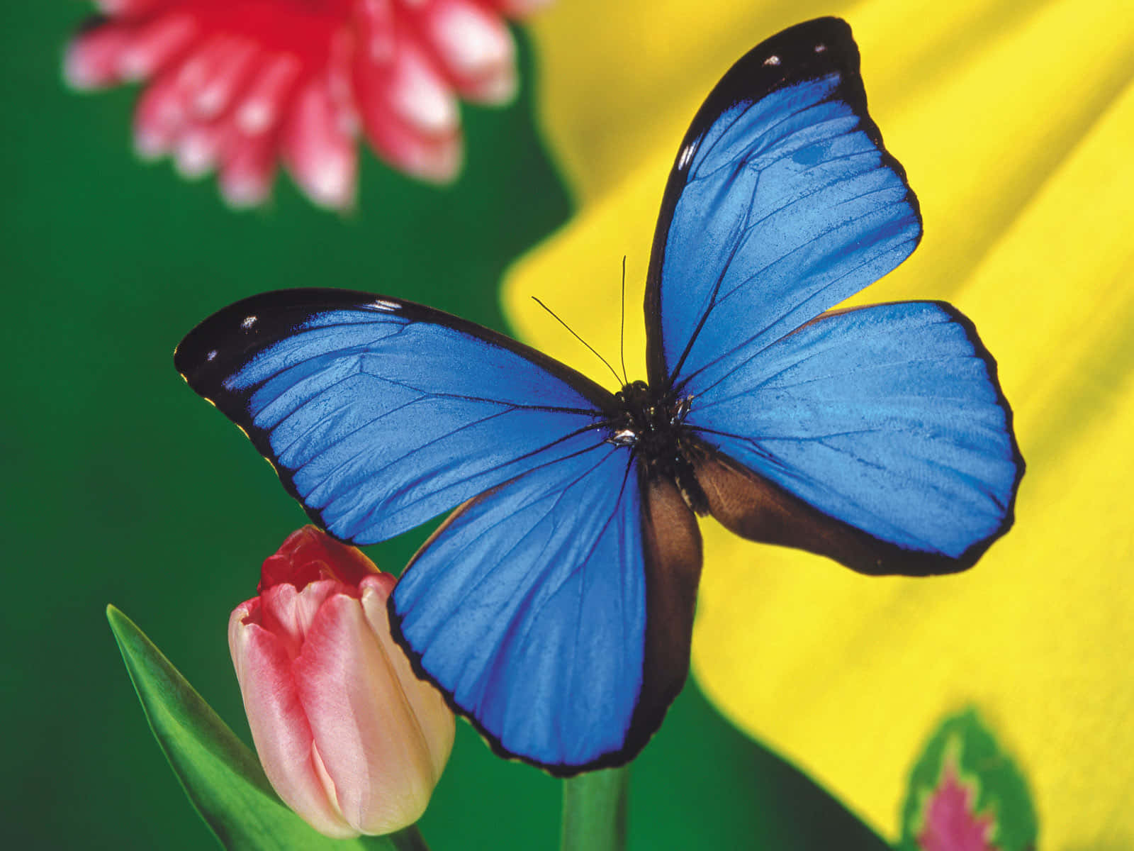 Butterfly Photos 桌布 壁紙 — 一隻鮮豔的藍色閃蝶輕盈地停在一朵粉紅色的鬱金香上，背景是生動的綠色和黃色花卉。