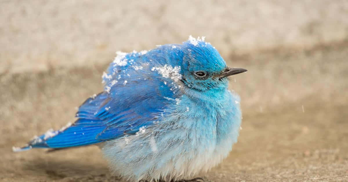 Bluebird 桌布 壁紙 — 一隻鮮豔的藍色鳥，羽毛上掛著雪花，站在模糊的土色背景前。