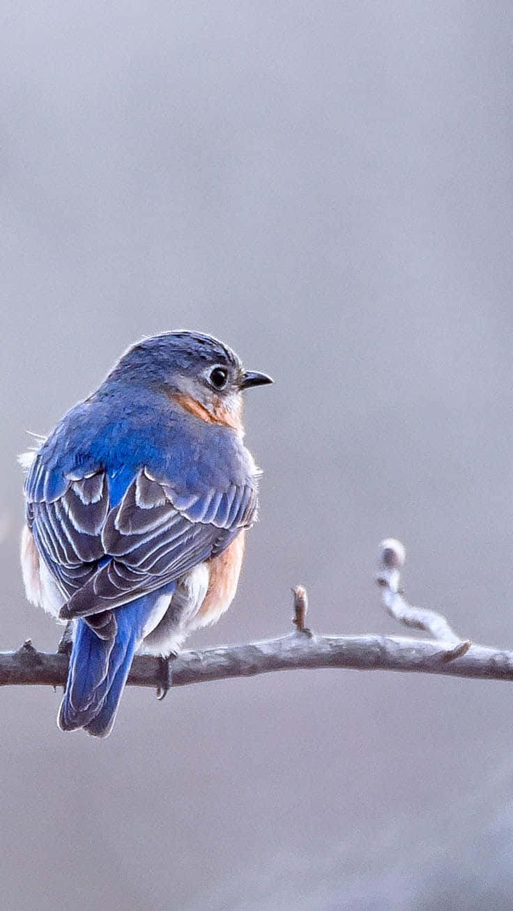 Bird iPhone 桌布 壁紙 — 一隻鮮豔的藍色鳥，胸部橙色，平靜地棲息在光禿禿的樹枝上，背景是柔和的灰色。