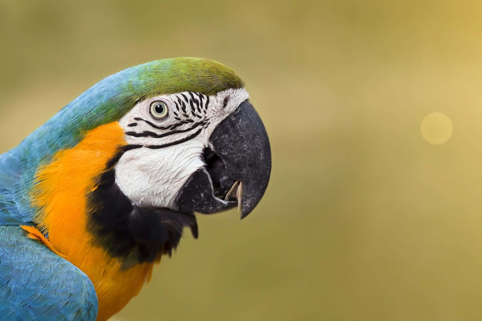 parrot 桌布 壁紙 — 一隻鮮豔的藍金剛鸚鵡在柔和的模糊金色背景下清晰對焦。