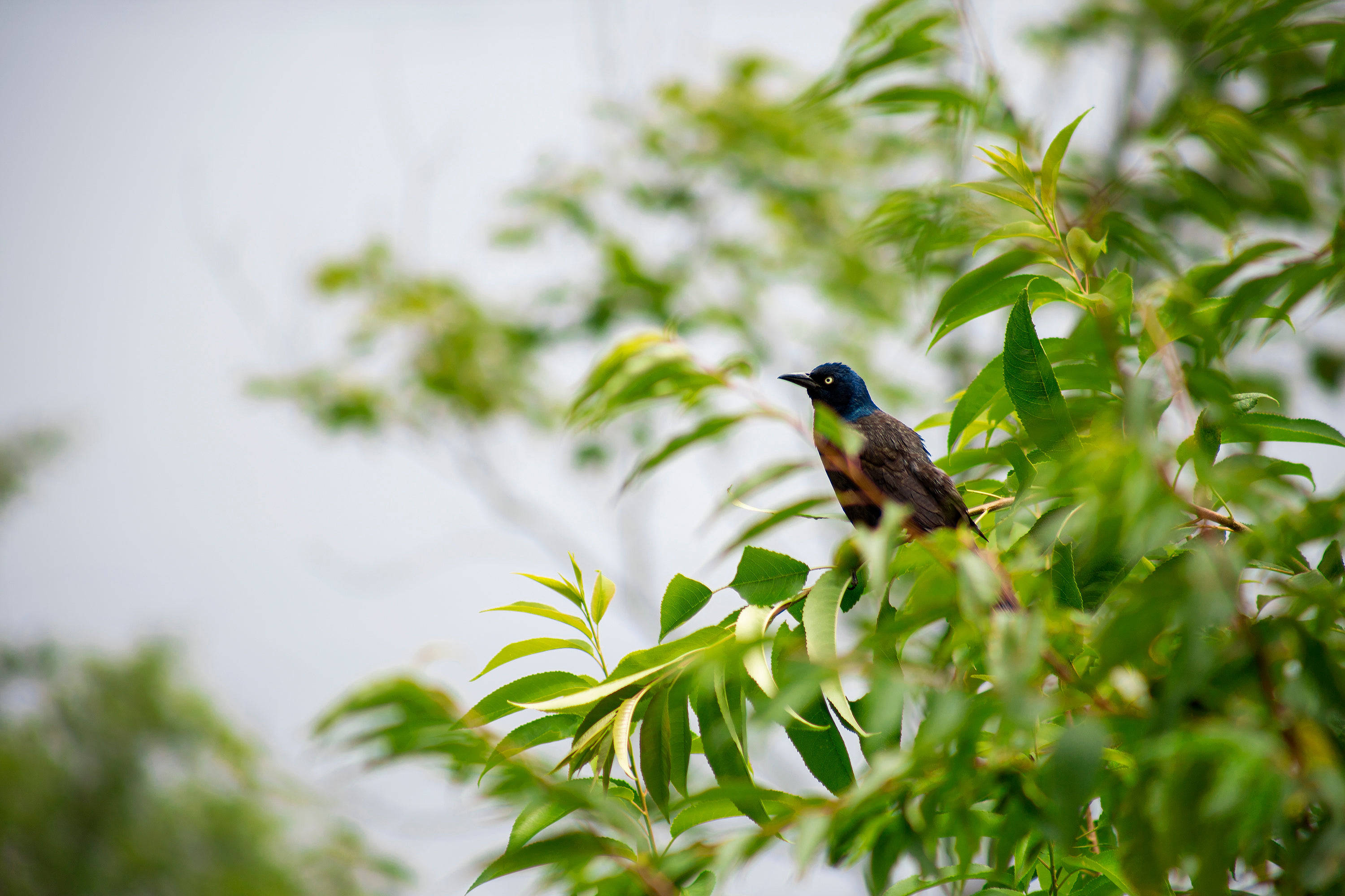 birds 桌布 壁紙 — 一隻鮮豔的藍頭鳥棲息在茂密的綠葉中，柔和自然光線穿過樹葉。