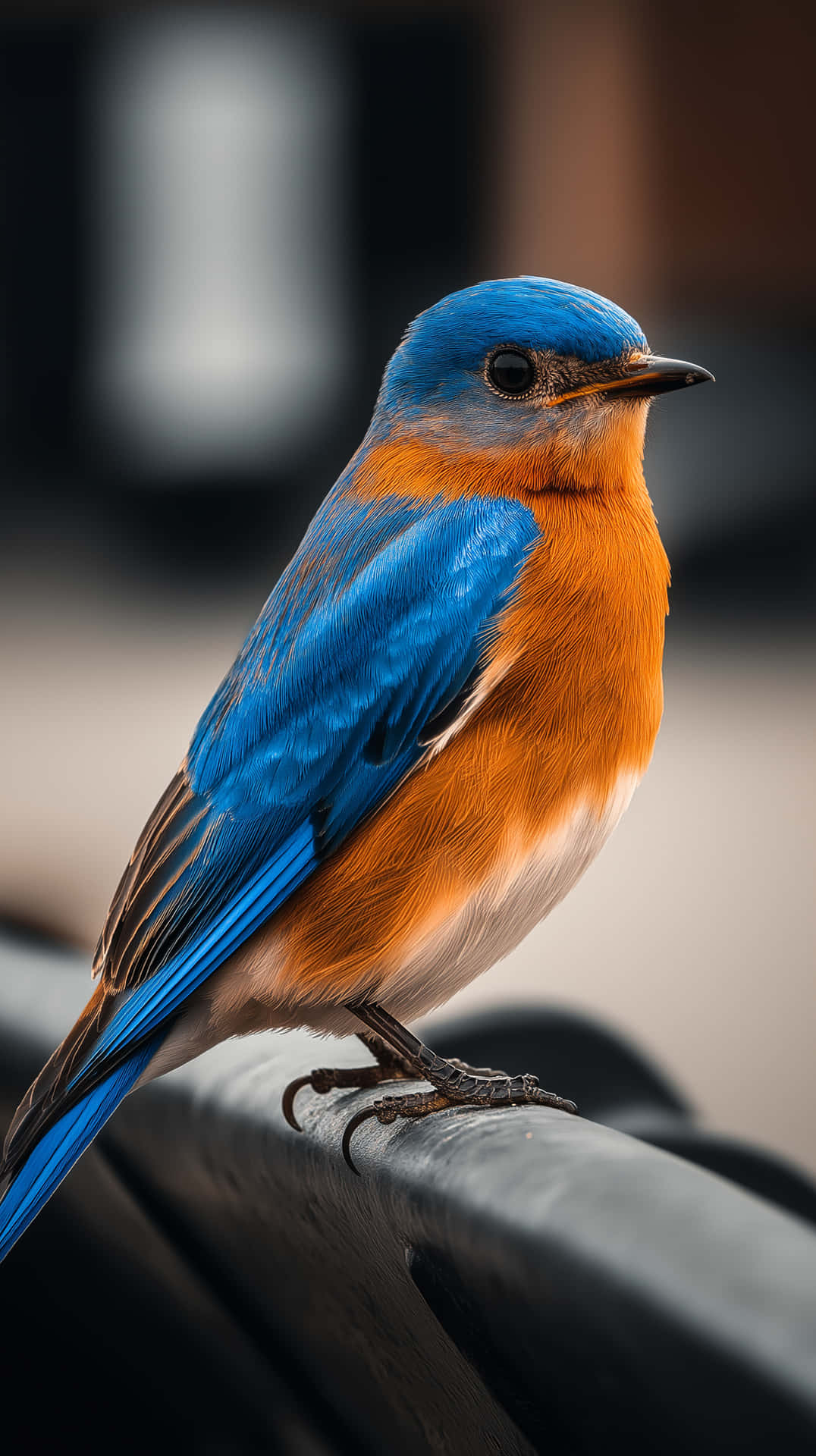 Vibrant Bluebird Perched Calmly on Railing Closeup Portrait 壁紙 — 一隻鮮豔的藍鳥，橙色胸部，棲息在深色木欄杆上，背景模糊。
