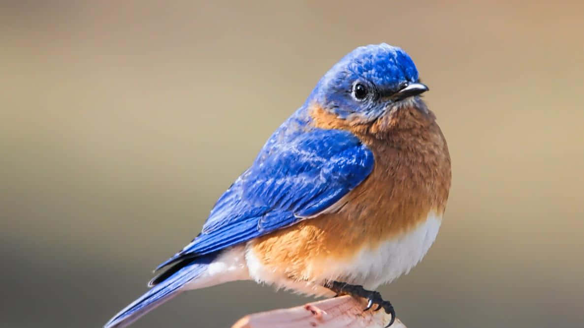Bluebird 桌布 壁紙 — 一隻鮮豔的藍鳥，胸部橙色，棲息在樹枝上，背景柔和模糊。