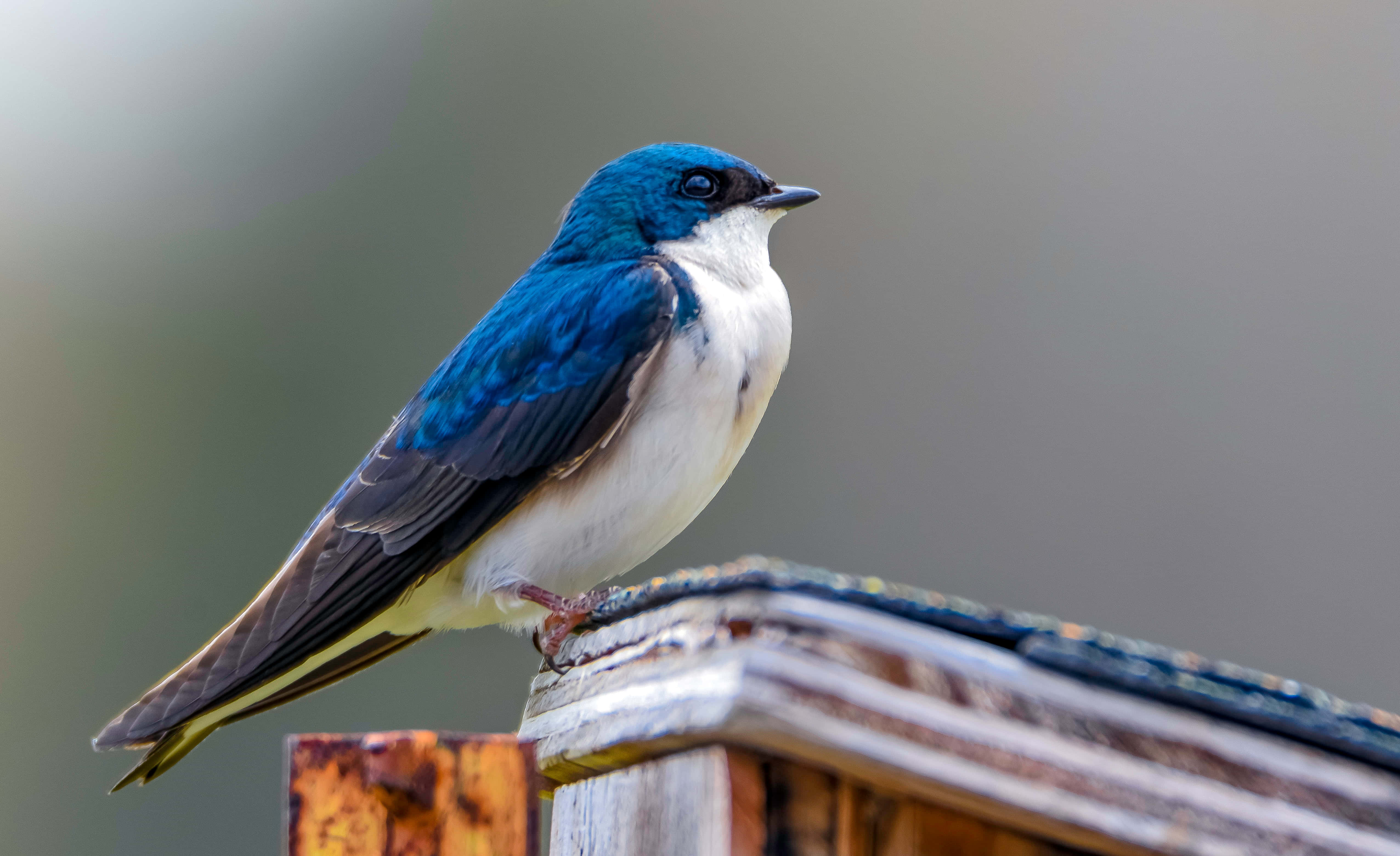 Swallow Bird 桌布 壁紙 — 一隻鮮豔的藍鳥，腹部白色，警覺地棲息在風化的木柱上，背景柔和模糊。