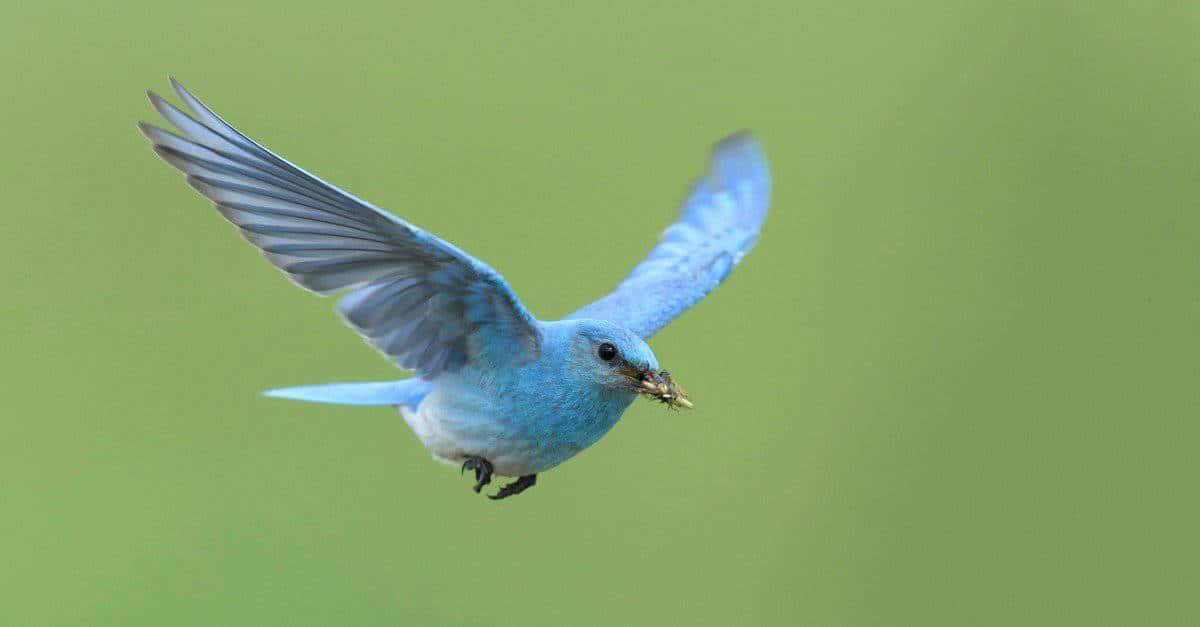 Bluebird 桌布 壁紙 — 一隻鮮豔的藍鳥在飛行中翱翔，背景是柔和的綠色，喙裡叼著一隻昆蟲。