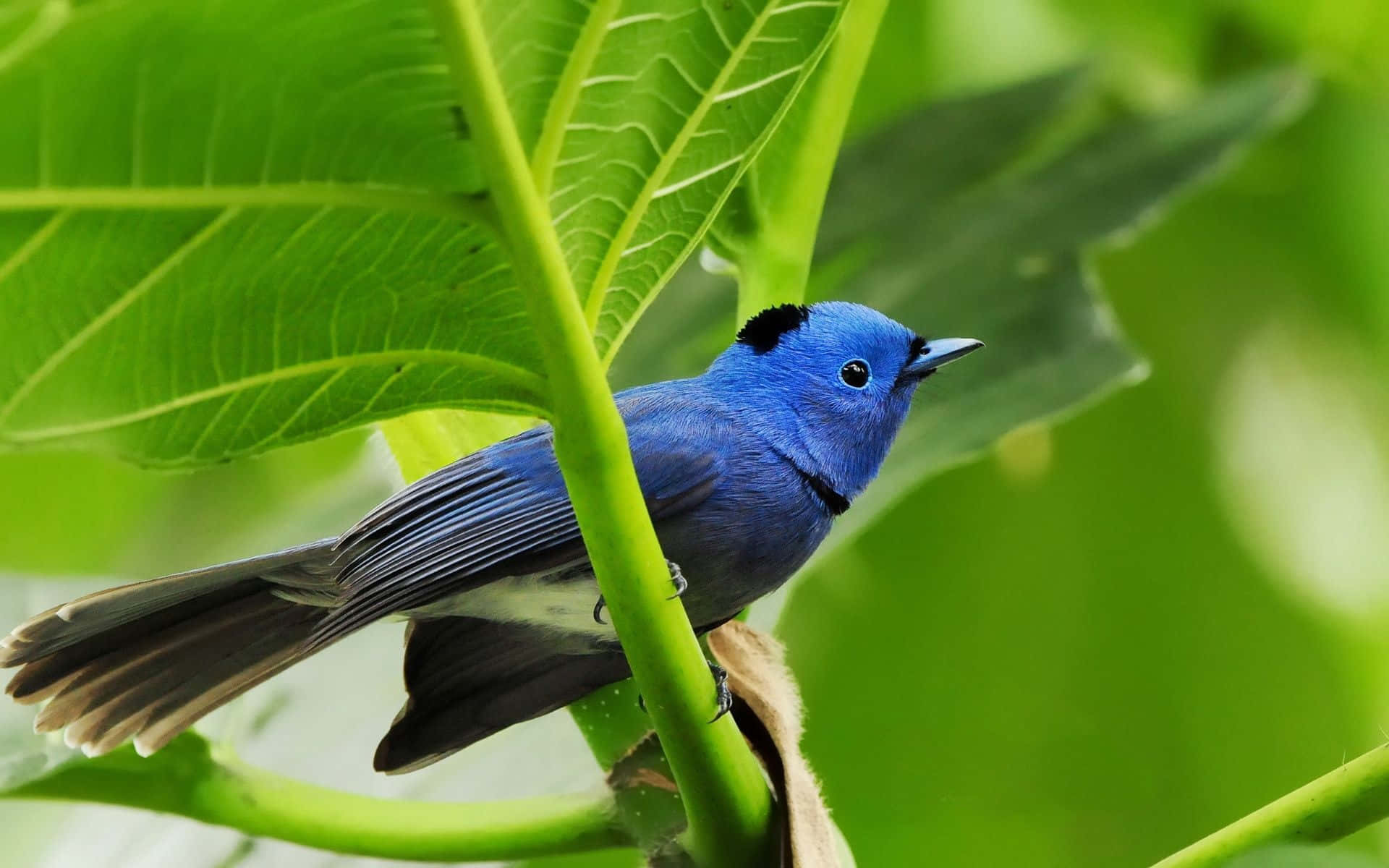 Cute Bird 桌布 壁紙 — 一隻鮮豔的藍鳥戴著黑色帽子，棲息在綠莖上，周圍是茂密的樹葉。