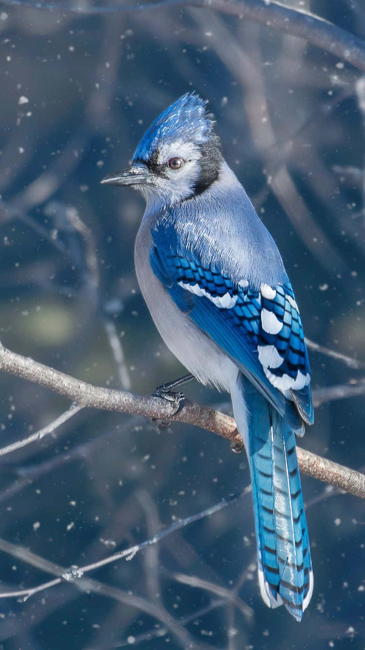 Bird iPhone 桌布 壁紙 — 一隻鮮豔的藍鳥棲息在光禿的樹枝上，雪花飄過冬日森林的背景。