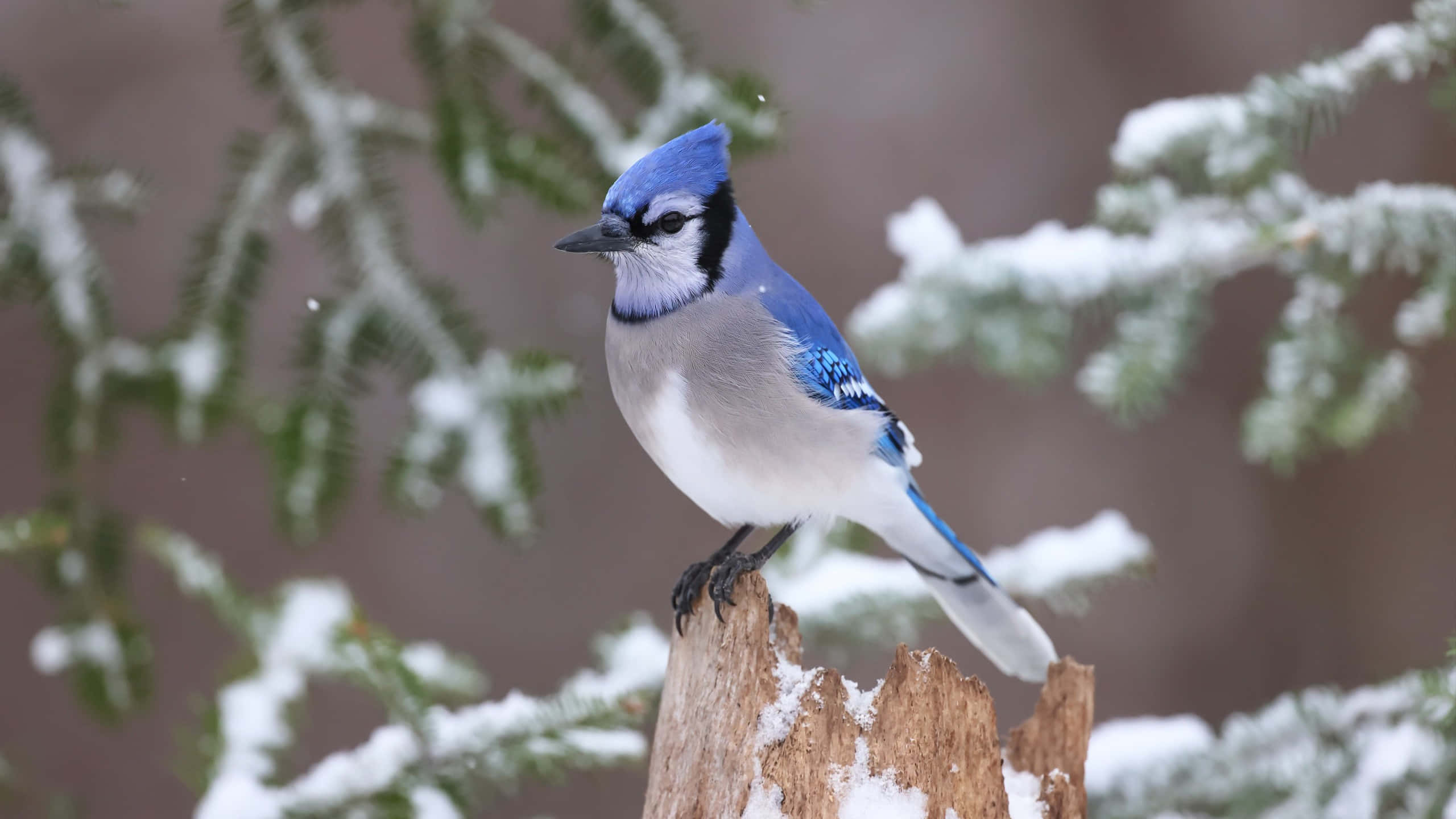 Blue Jay 桌布 壁紙 — 一隻鮮豔的藍鳥棲息在冬日霜凍的常綠樹枝間、灑滿白雪的樹樁上。