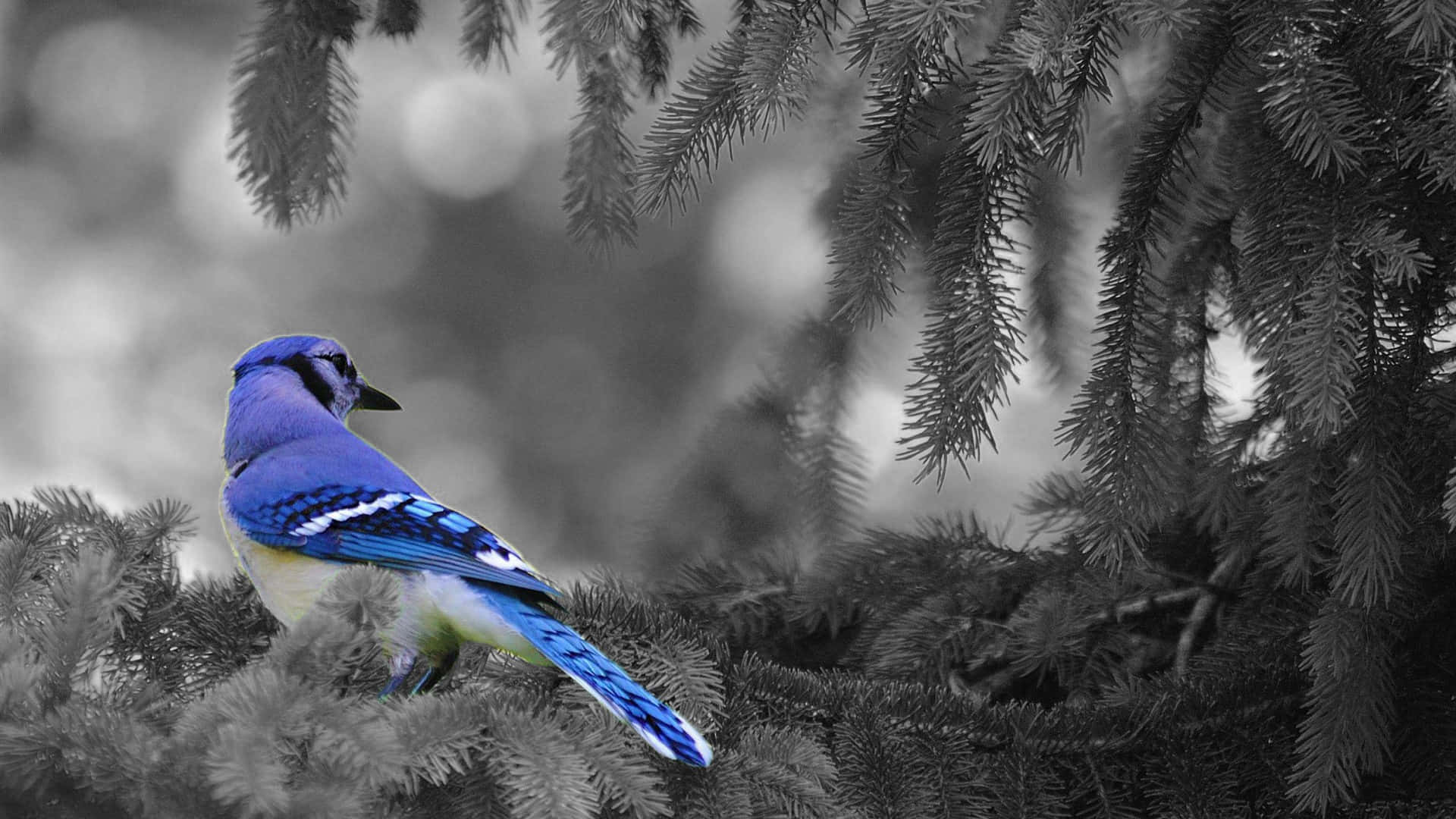 Blue Jay 桌布 壁紙 — 一隻鮮豔的藍鳥棲息在松樹枝上，黑白背景凸顯其生動的羽毛。