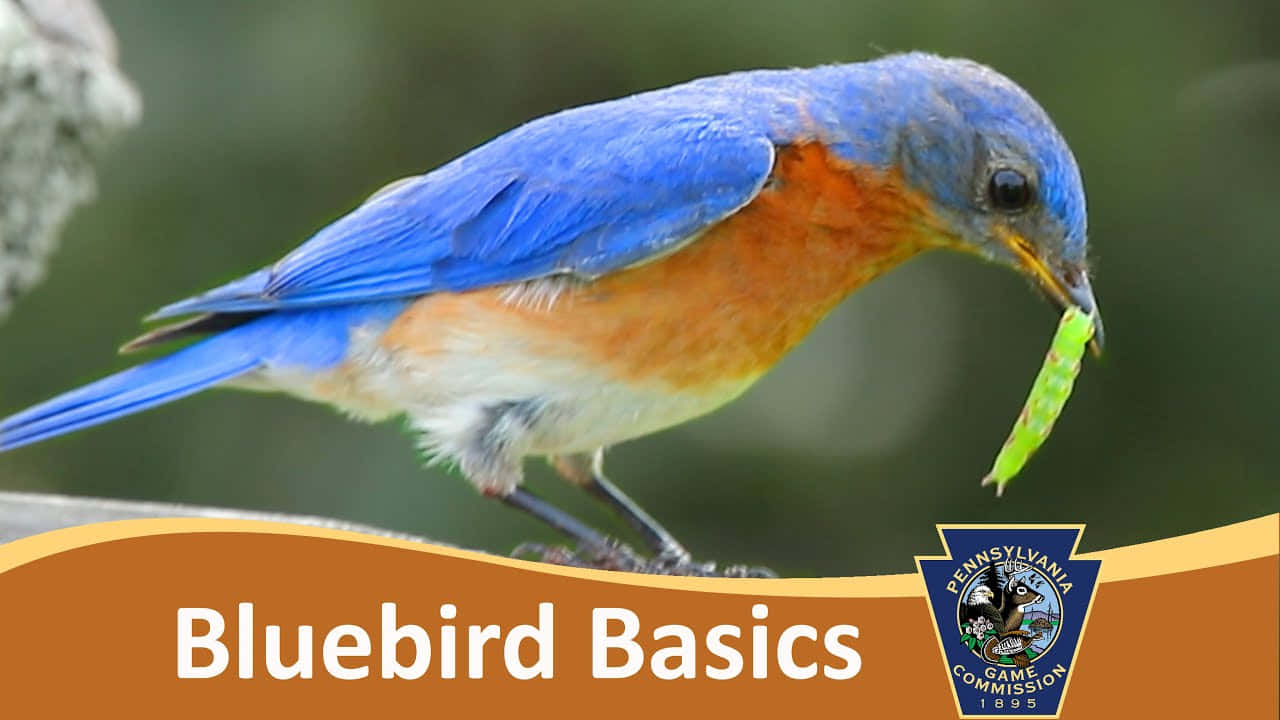 Bluebird 桌布 壁紙 — 一隻鮮豔的藍鳥棲息在樹枝上，喙裡叼著一條亮綠色的毛毛蟲，背景是柔和模糊的綠色。