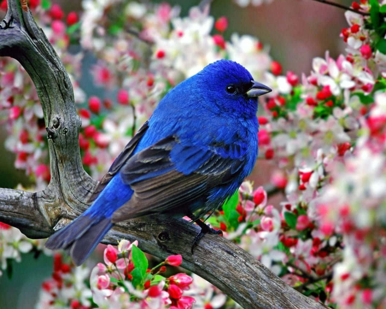 Cute Bird 桌布 壁紙 — 一隻鮮豔的藍鳥棲息在長滿節瘤的樹枝上，周圍盛開著粉紅色和白色的花朵。