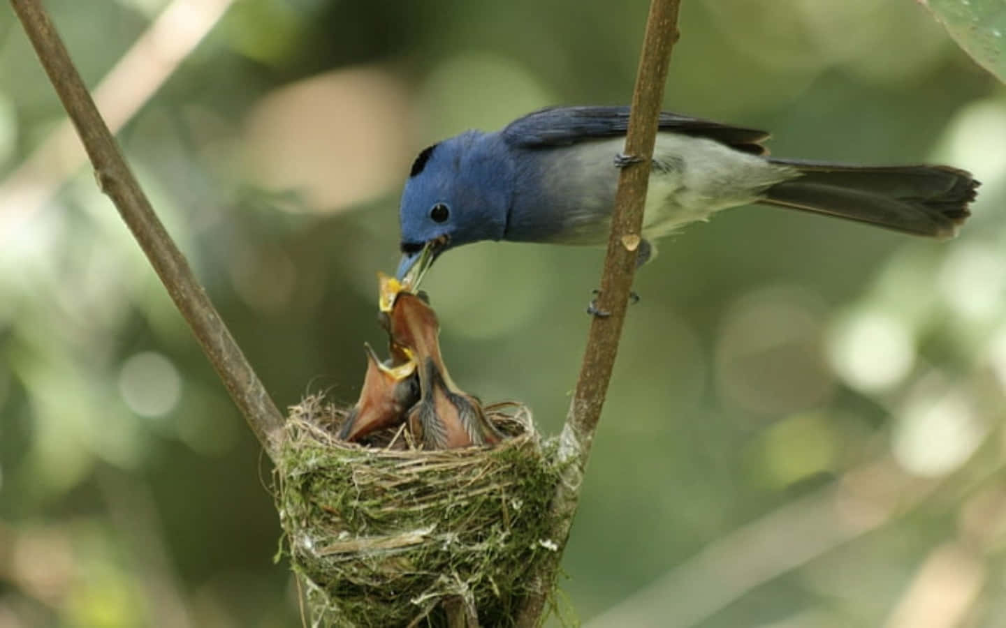Nest 桌布 壁紙 — 一隻鮮豔的藍鳥正在餵食兩隻張開喙的雛鳥，鳥巢長滿苔蘚，懸掛在樹枝上。