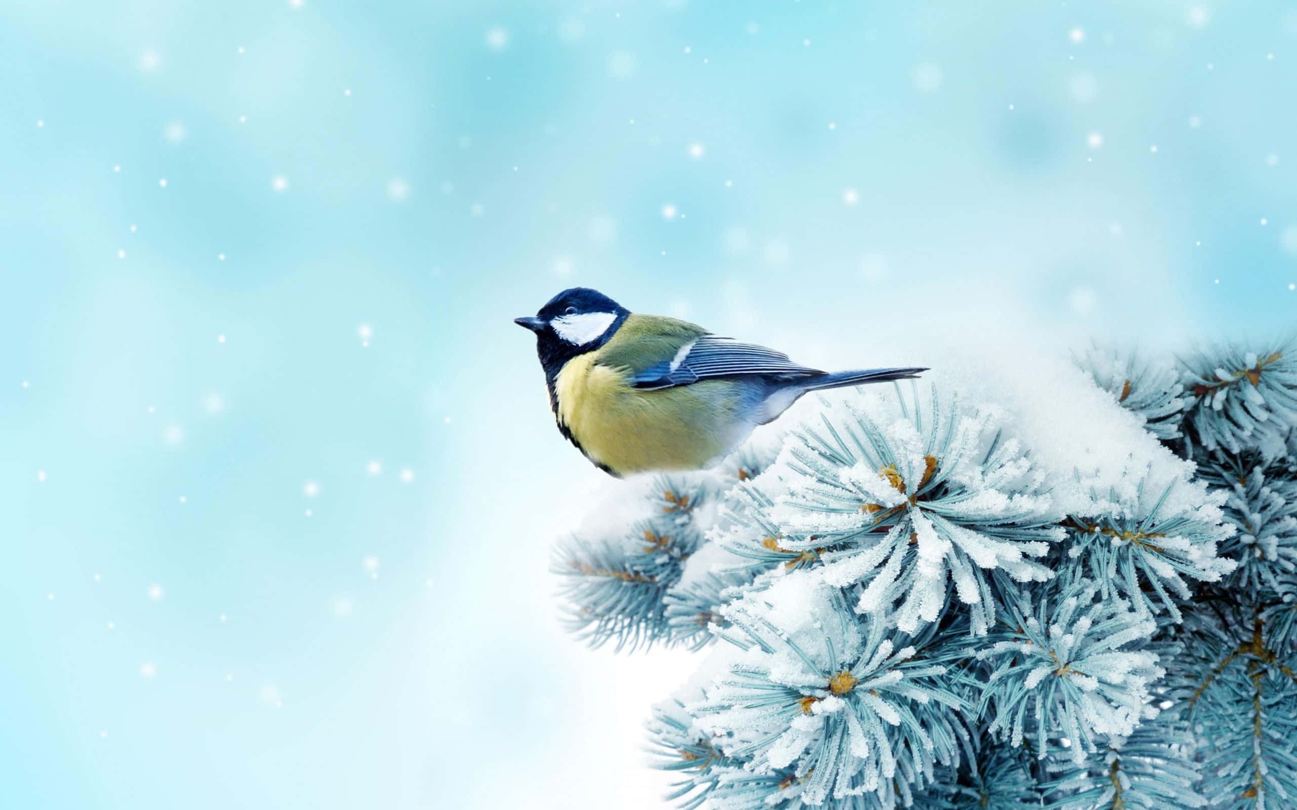 Snow Bird 桌布 壁紙 — 一隻鮮豔的藍黃色鳥兒棲息在白雪覆蓋的松樹枝上，背景是柔和的藍色雪景。