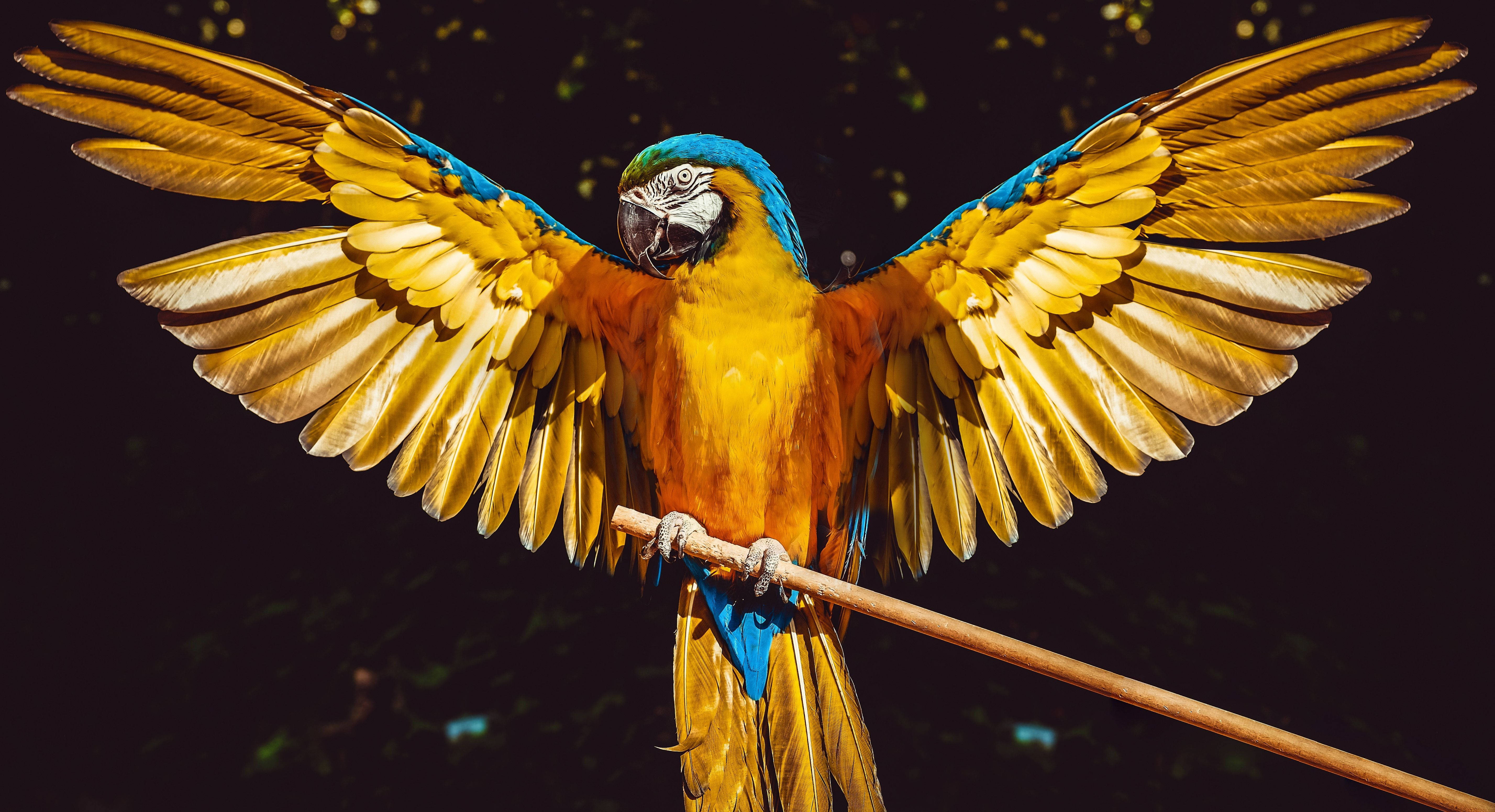 Yellow Bird 桌布 壁紙 — 一隻鮮豔的藍黃金剛鸚鵡在深色背景的樹枝上張開翅膀。