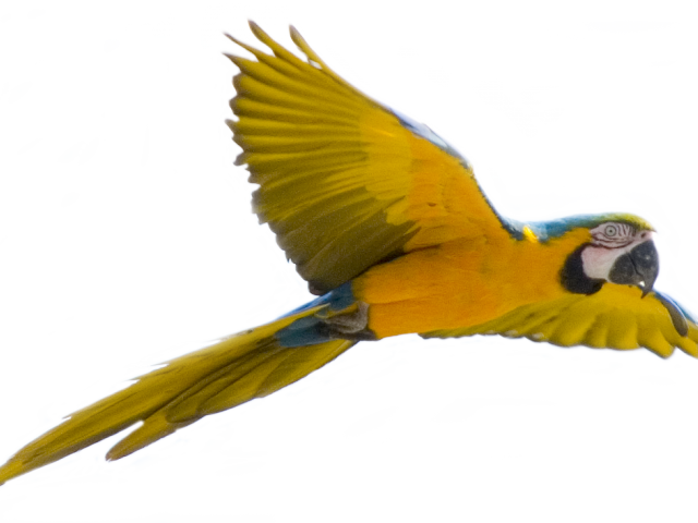 Flying Bird 桌布 壁紙 — 一隻鮮豔的藍黃金剛鸚鵡展開翅膀，在帶有白色潑濺效果的純黑色背景上翱翔。