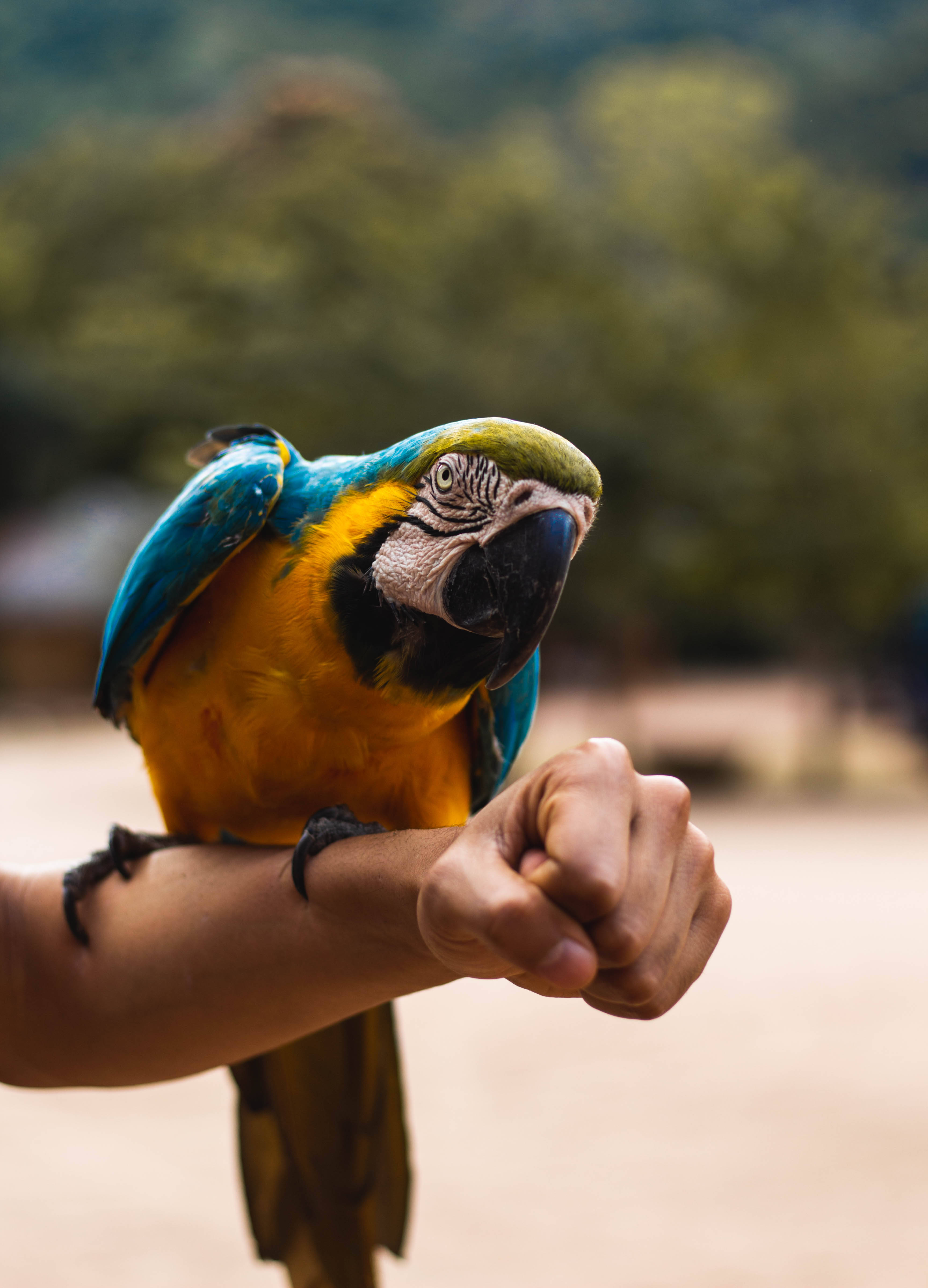 birds 桌布 壁紙 — 一隻鮮豔的藍黃金剛鸚鵡平靜地棲息在一個人伸出的手臂上，背景是模糊的綠色森林。