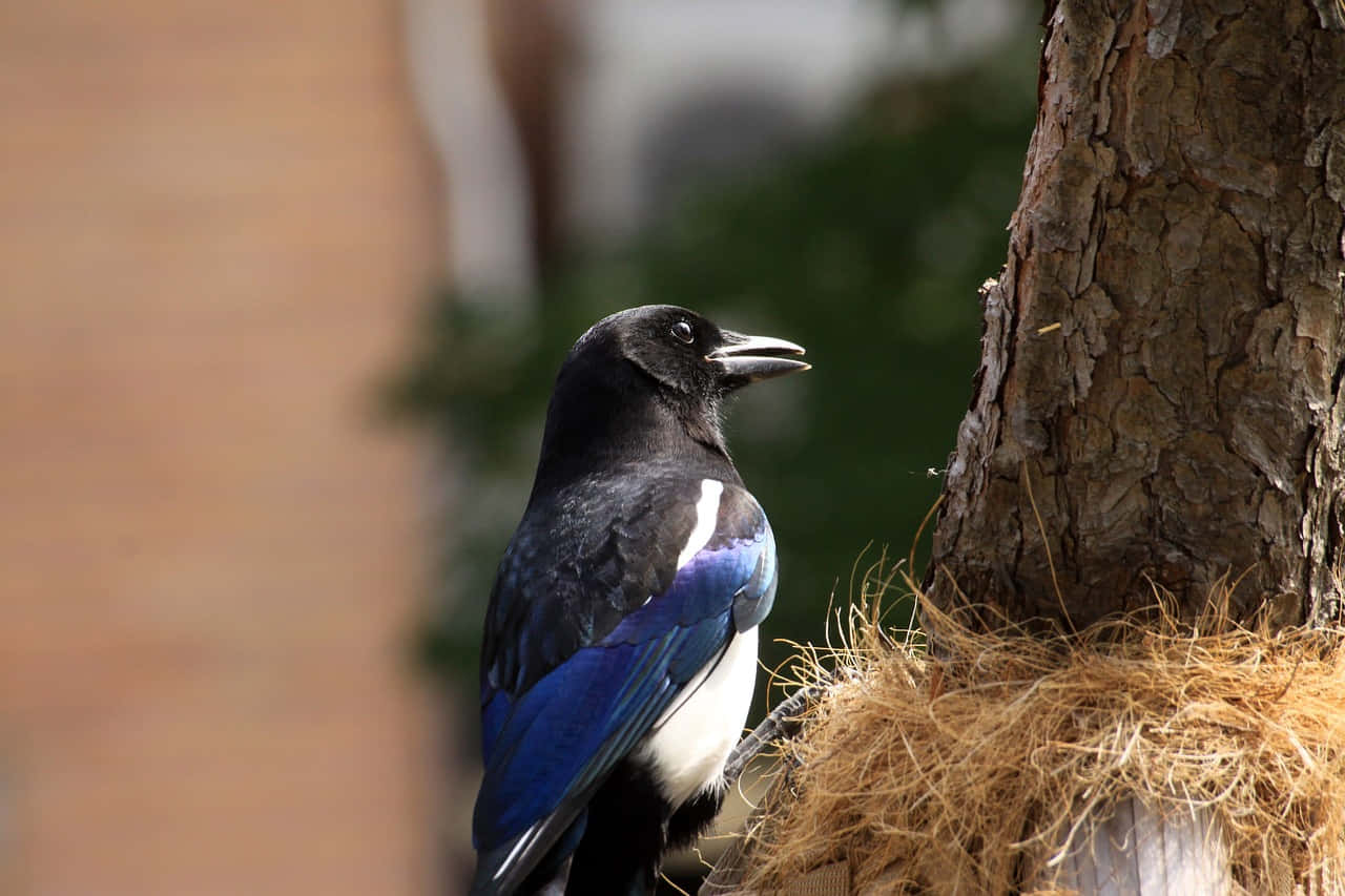 Magpies And Crows 桌布 壁紙 — 一隻鮮豔的藍黑喜鵲警覺地棲息在一個質樸的樹幹旁，旁邊有一個編織的鳥巢。