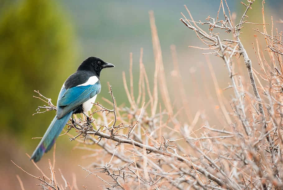 Magpies And Crows 桌布 壁紙 — 一隻鮮豔的藍黑喜鵲警覺地棲息在光禿的冬季樹枝上，背景是柔和模糊的綠色。